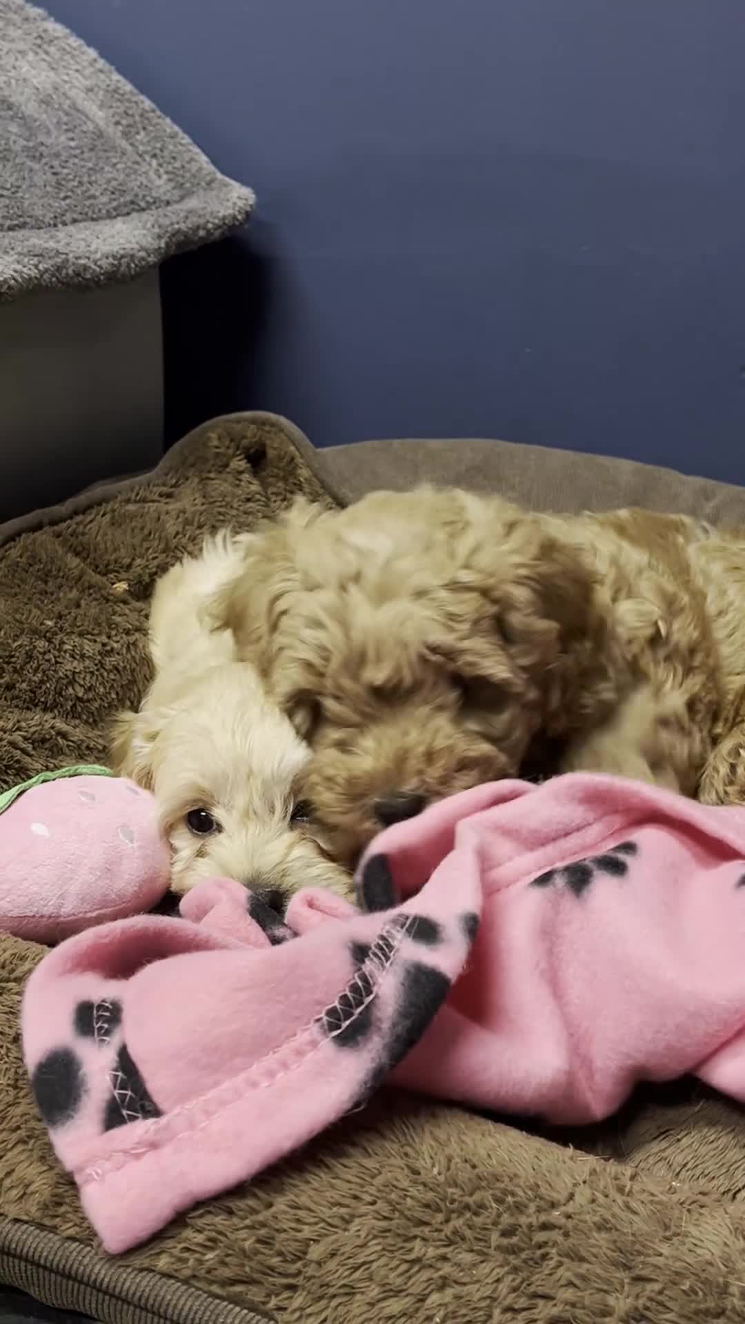 Cavapoochon dogs for sale: Cavapoochon puppies ready for new forever home💕 - Video 3