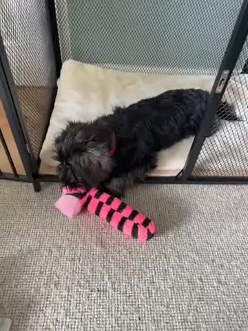 Miniature Schnauzer dogs for sale: Lovely KC Mini Schnauzer 4 months Fully Vaccinated - Video 2