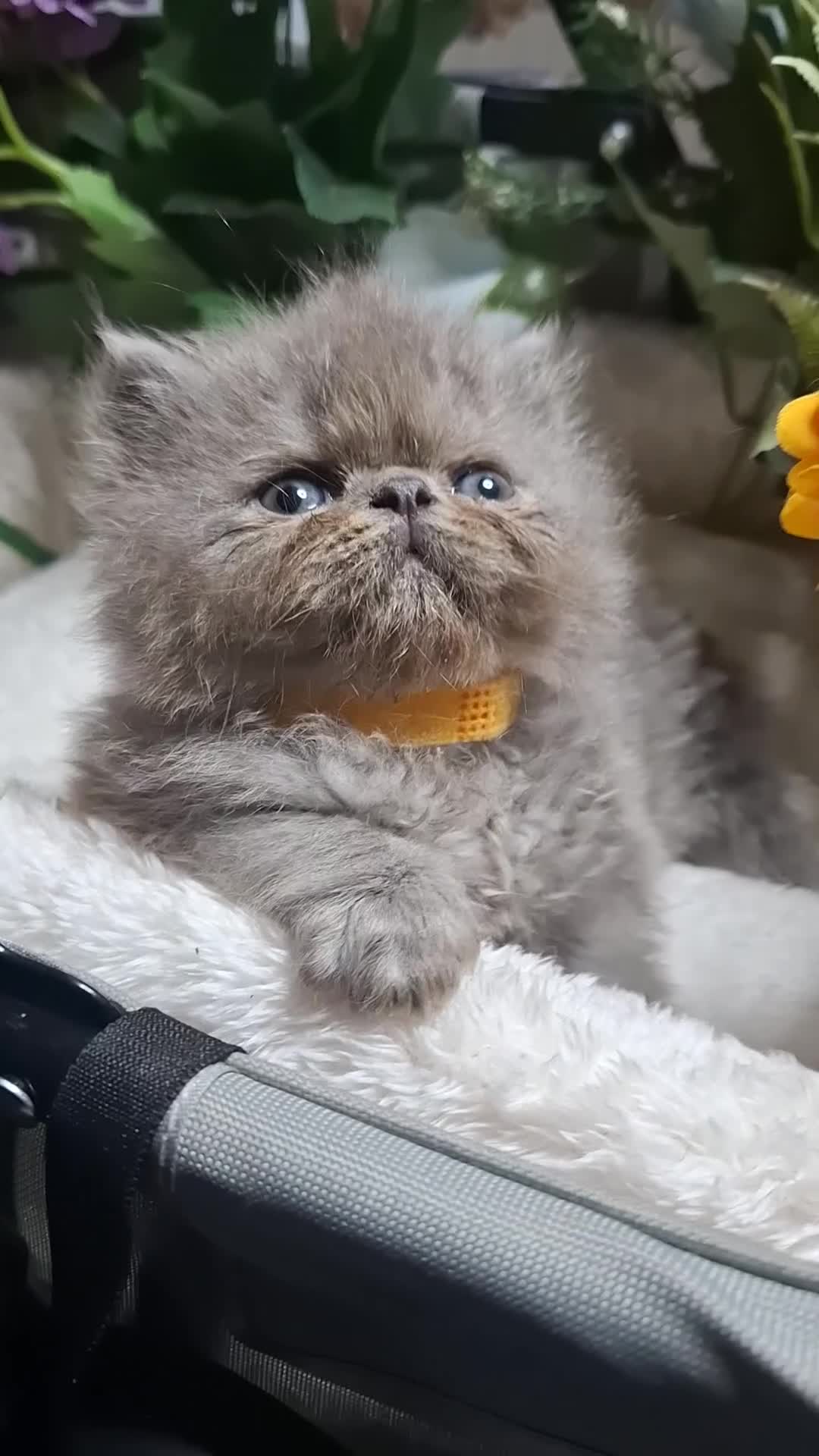 Persian cats for sale: Blue Persian kittens  - Video 1