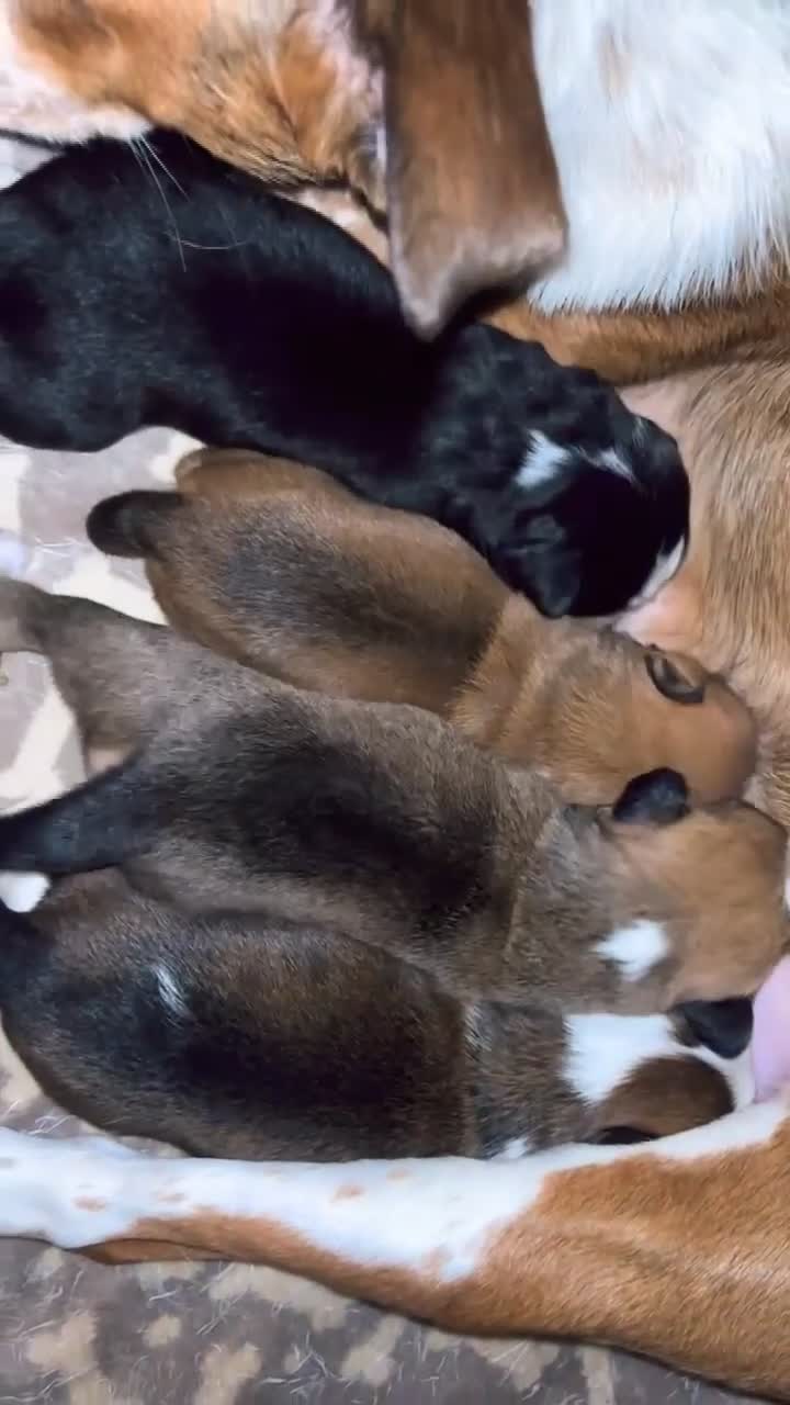 Mixed Breed dogs for sale: 🐾 Beautiful Mixed Breed Puppies ⭐ - Video 1