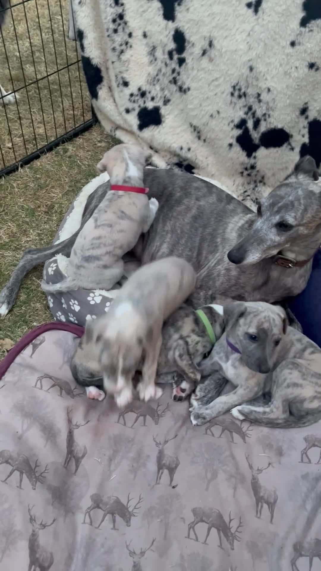Whippet dogs for sale: Pedigree English Whippet Puppies  in Salisbury - Video 2