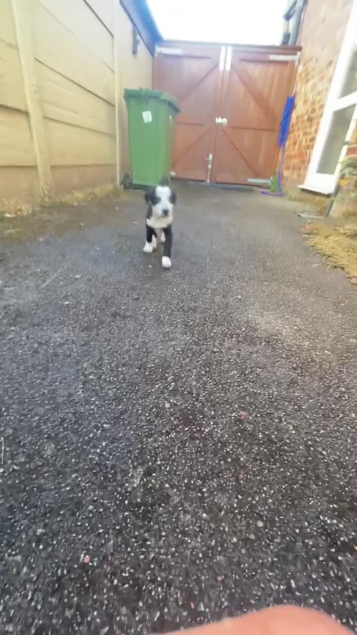 Mixed Breed dogs for sale: 12 week old Sprollie puppy for a new home  - Video 3