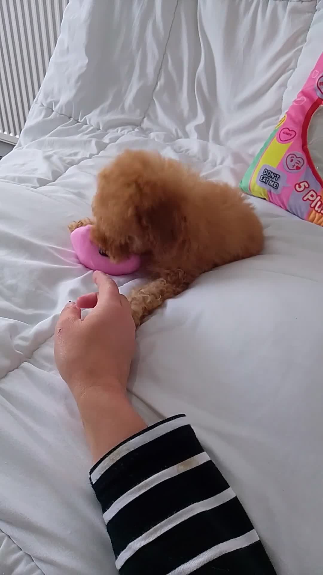 Poodle dogs for sale: Red small miniature poodle mum is tiny one 💙left - Video 1