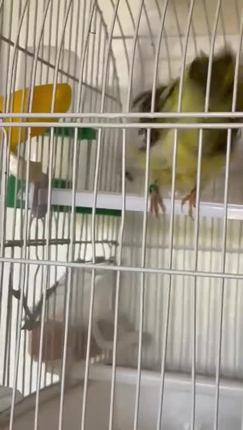 Canaries birds for sale: Persian canary  - Video 1