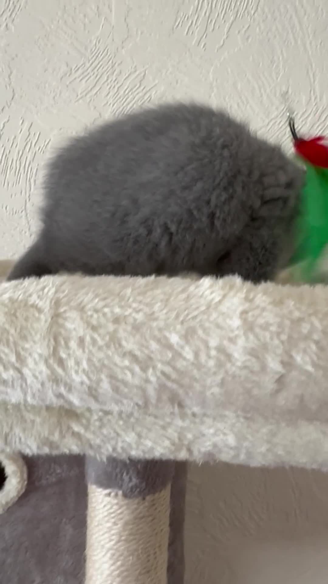 British Shorthair cats for sale: GCCF Registered Britsh Shorthair kittens - Video 1
