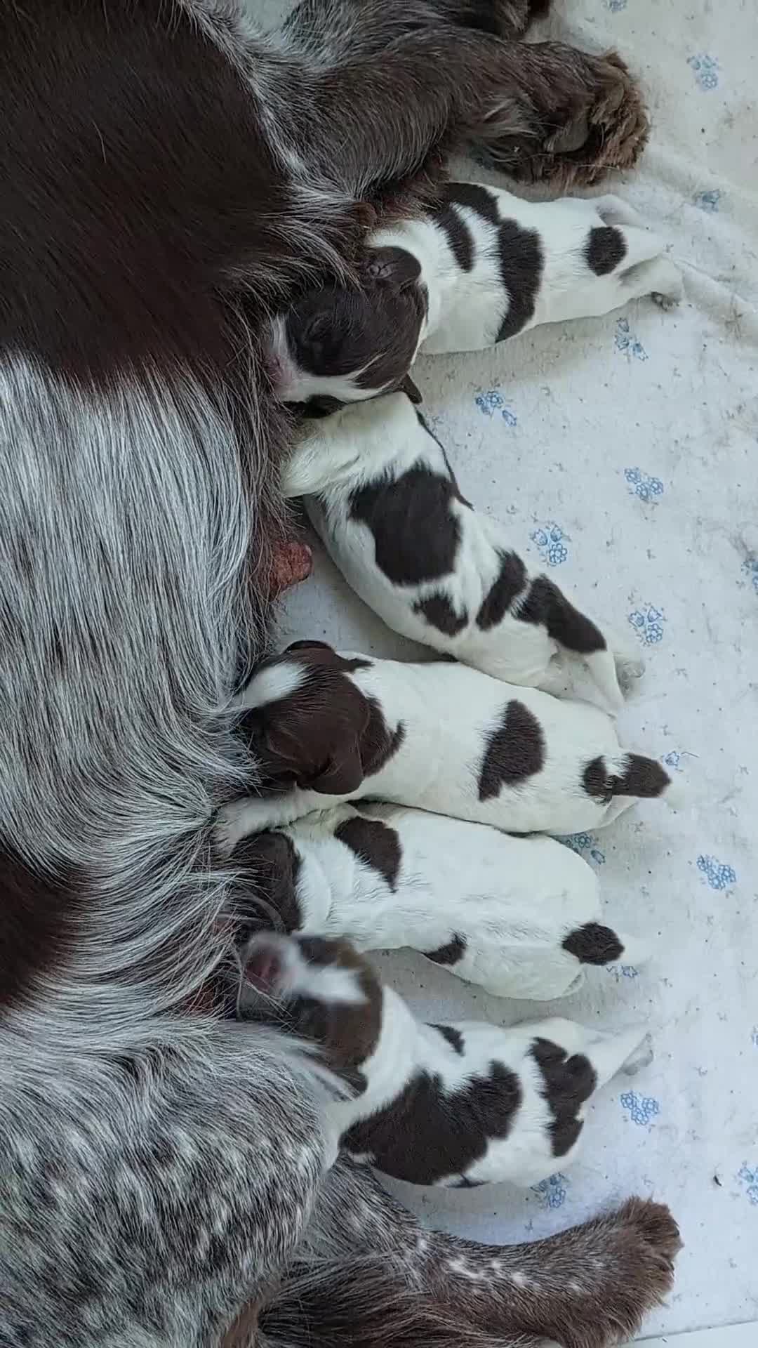 Sprocker dogs for sale: Sprocker Spaniels in Stockport - Video 3