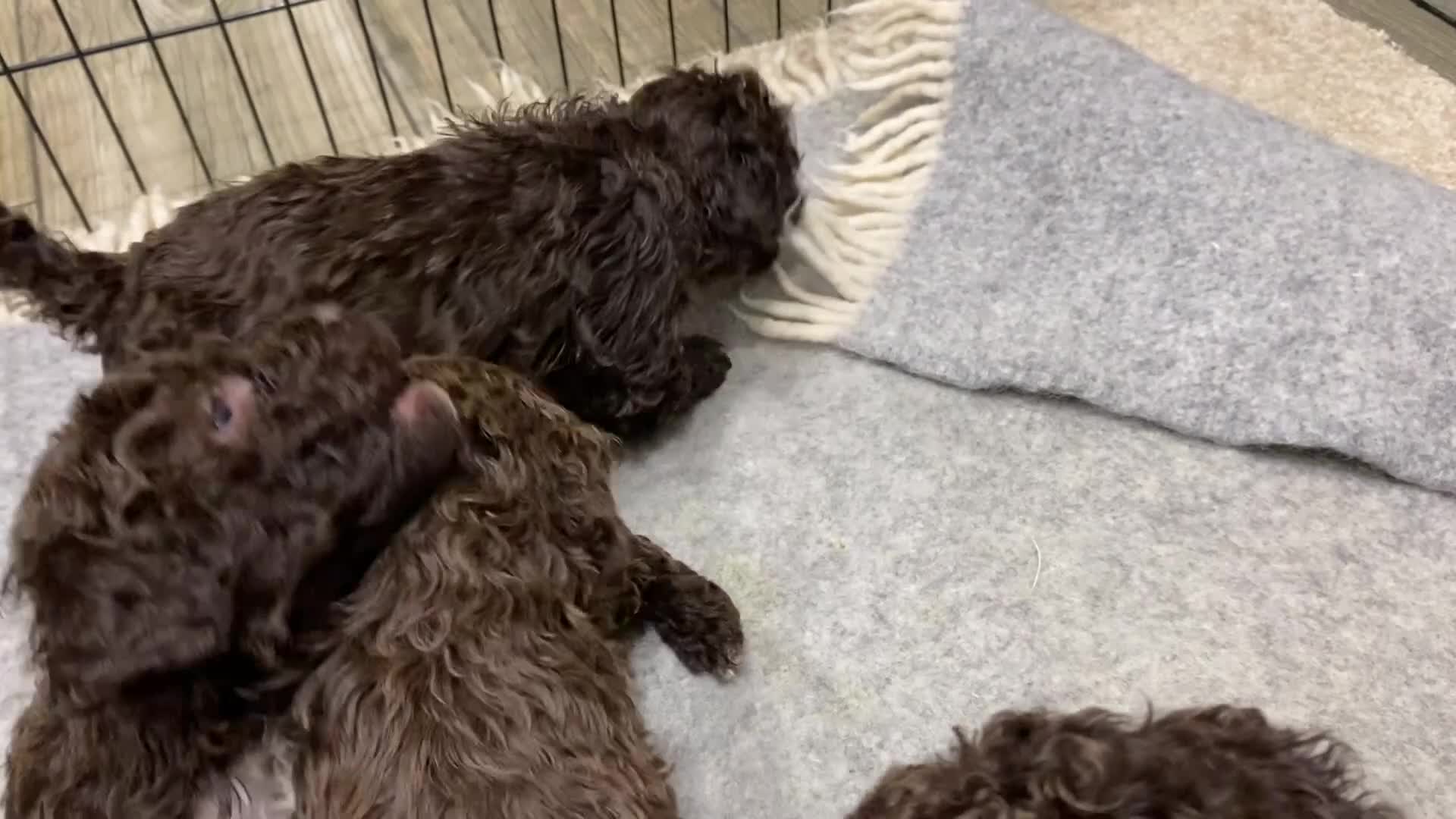 Lagotto Romagnolo dogs for sale: Lagotto Romagnolo puppies  - Video 2