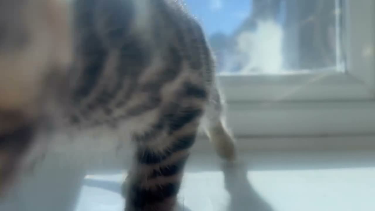 Bengal cats for sale: Stunning silver and brown bengal boys  - Video 1