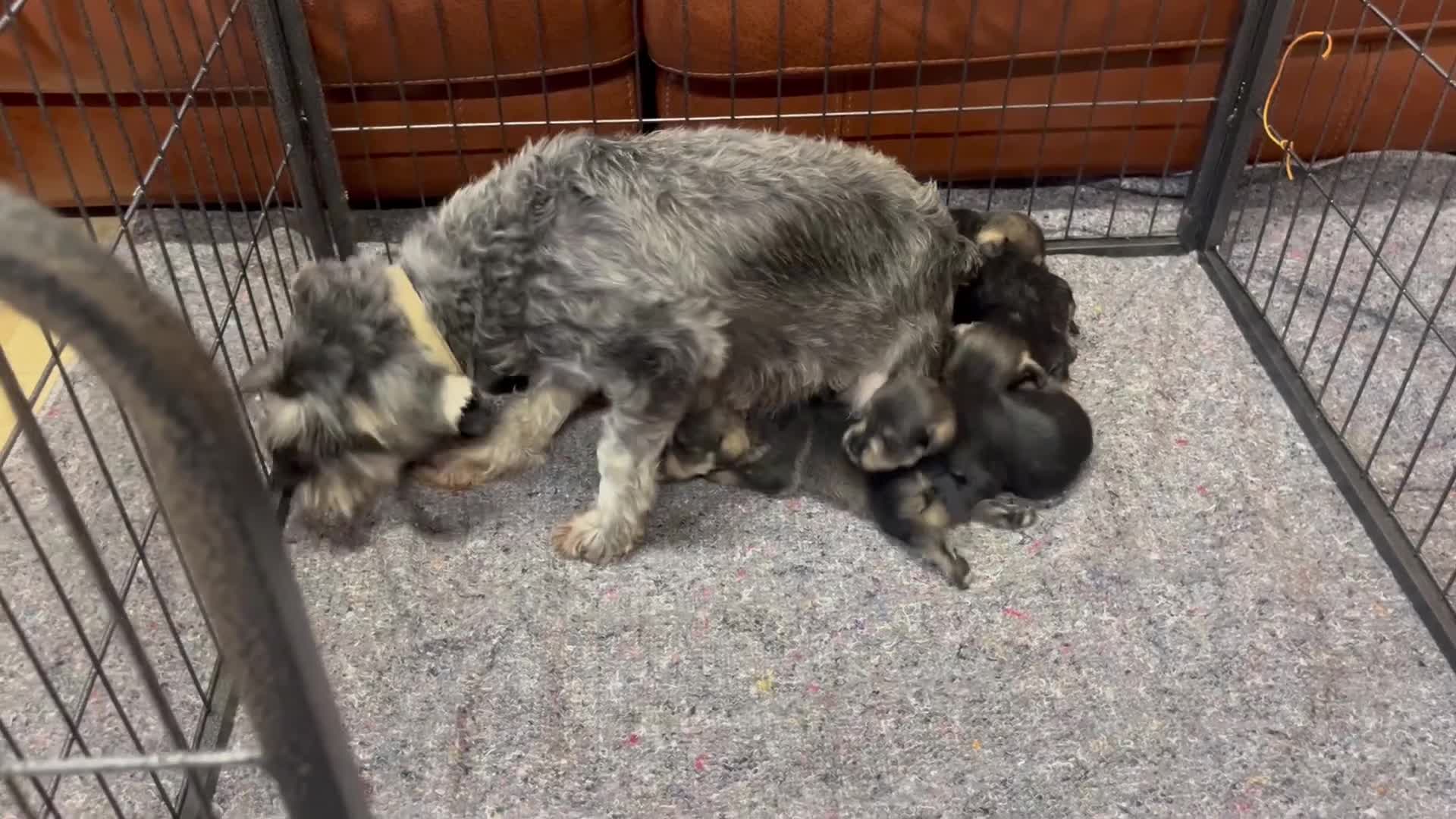 Miniature Schnauzer dogs for sale: KC Miniature Schnauzer Puppies - Video 1