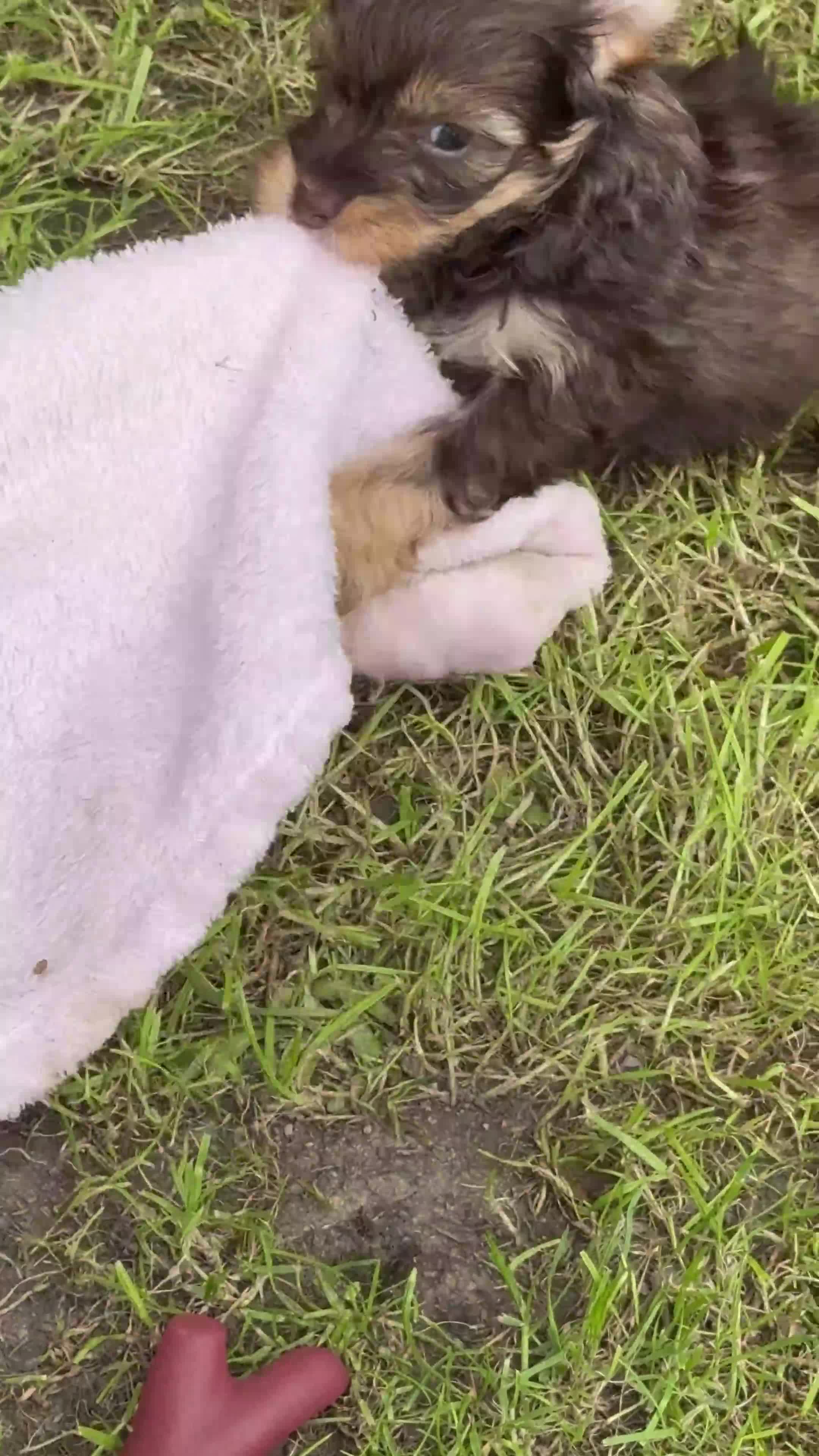 Mixed Breed dogs for sale: Chocolate merl Cockerpoo puppies - Video 4
