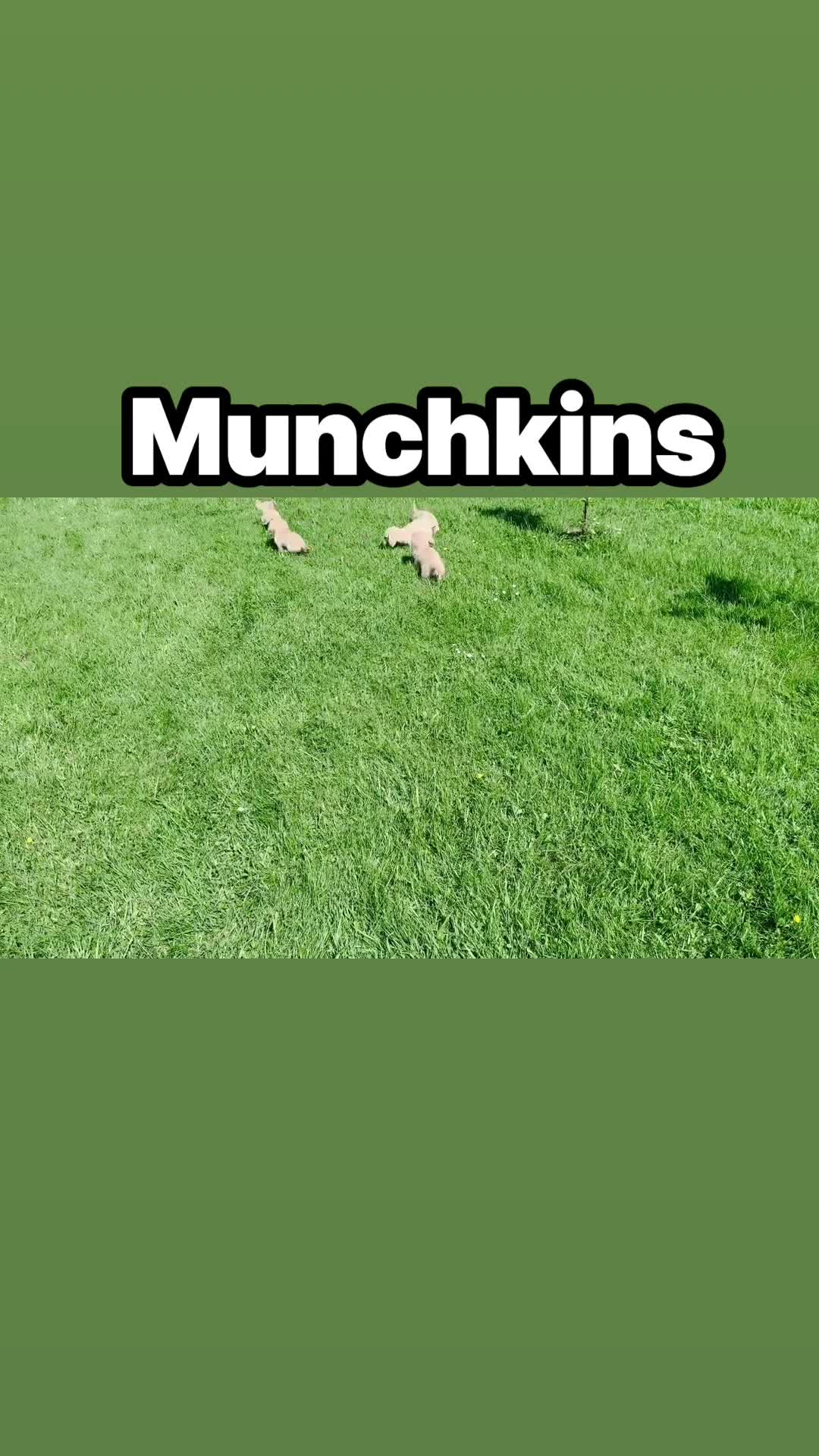 Miniature Dachshund dogs for sale: Cream/blonde long hair kc reg miniature dachshund  - Video 1