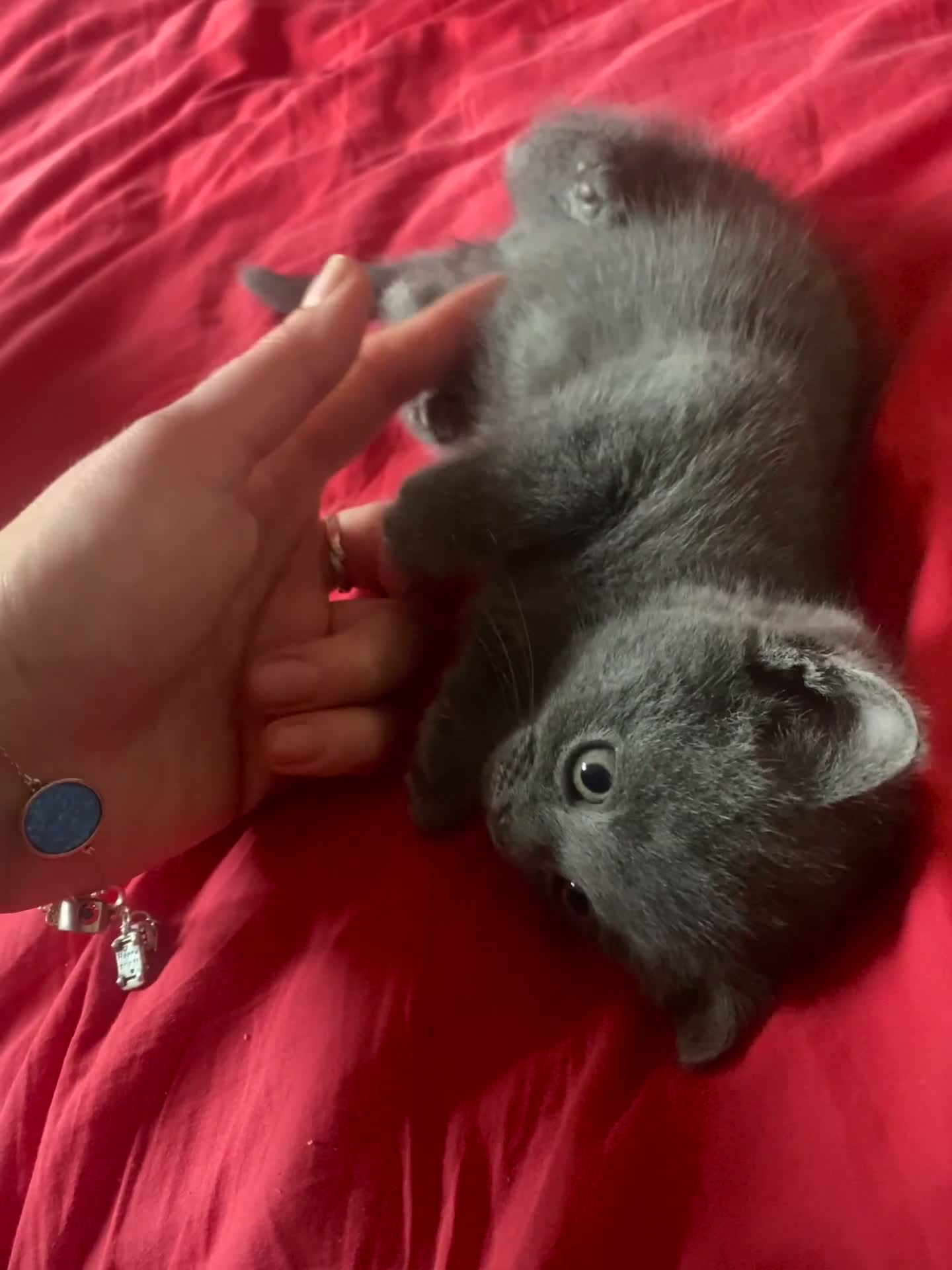 British Shorthair cats for sale: Good evening  - Video 1