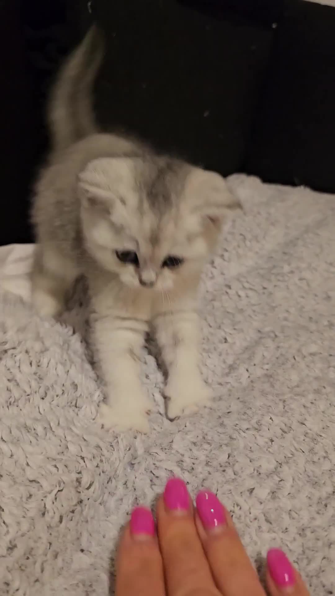 British Shorthair cats for sale: British Shorthair Kittens – Golden & Silver Shaded - Video 1