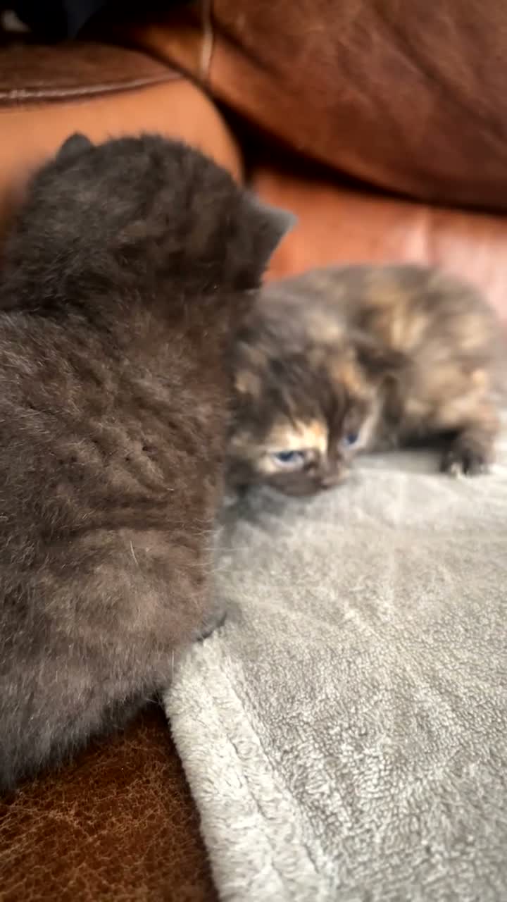 British Shorthair cats for sale: british short hairs kittens  - Video 2