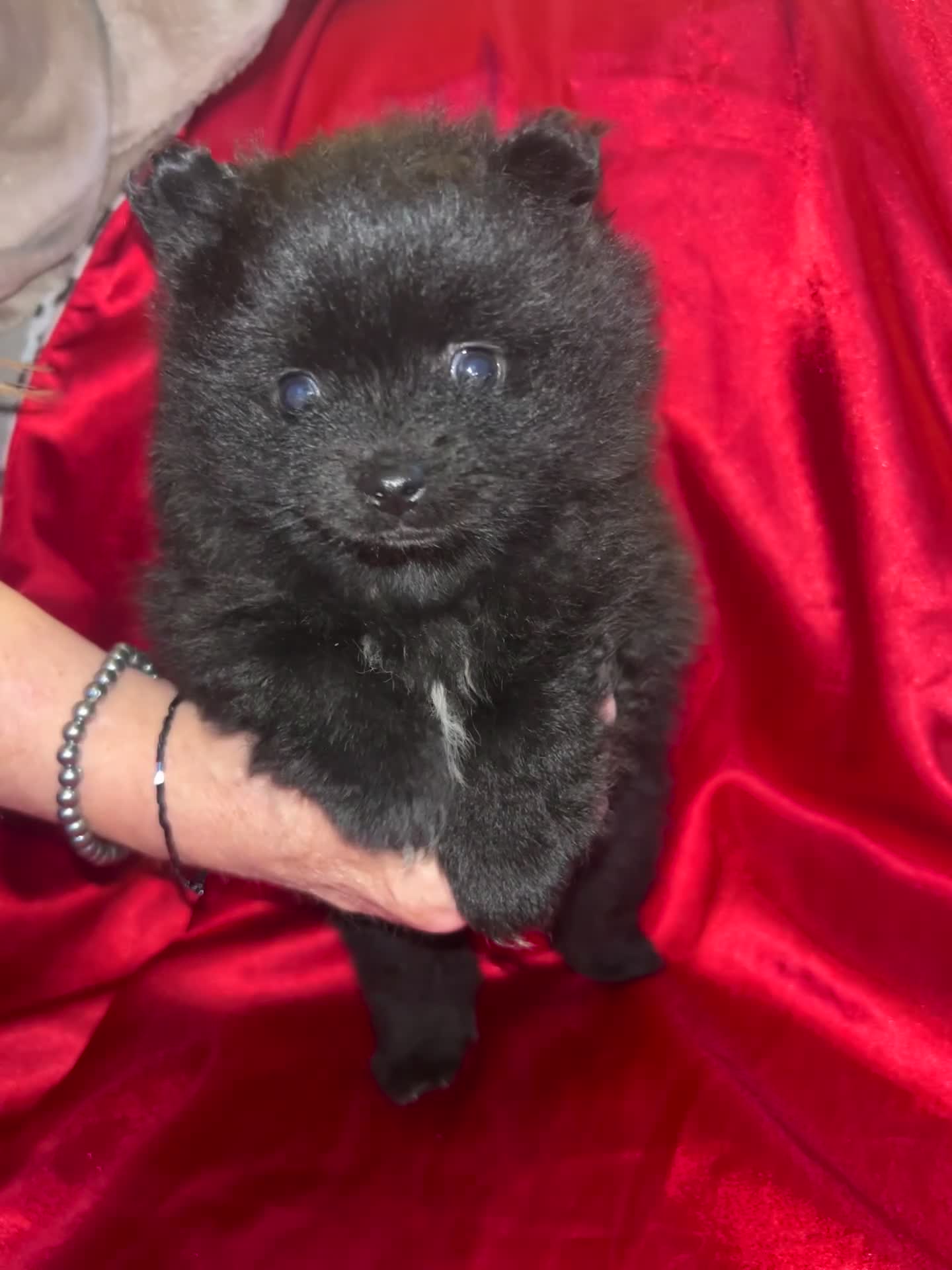 Pomeranian dogs for sale: Top blood lines Pomeranian male for sale in Carlisle - Video 1
