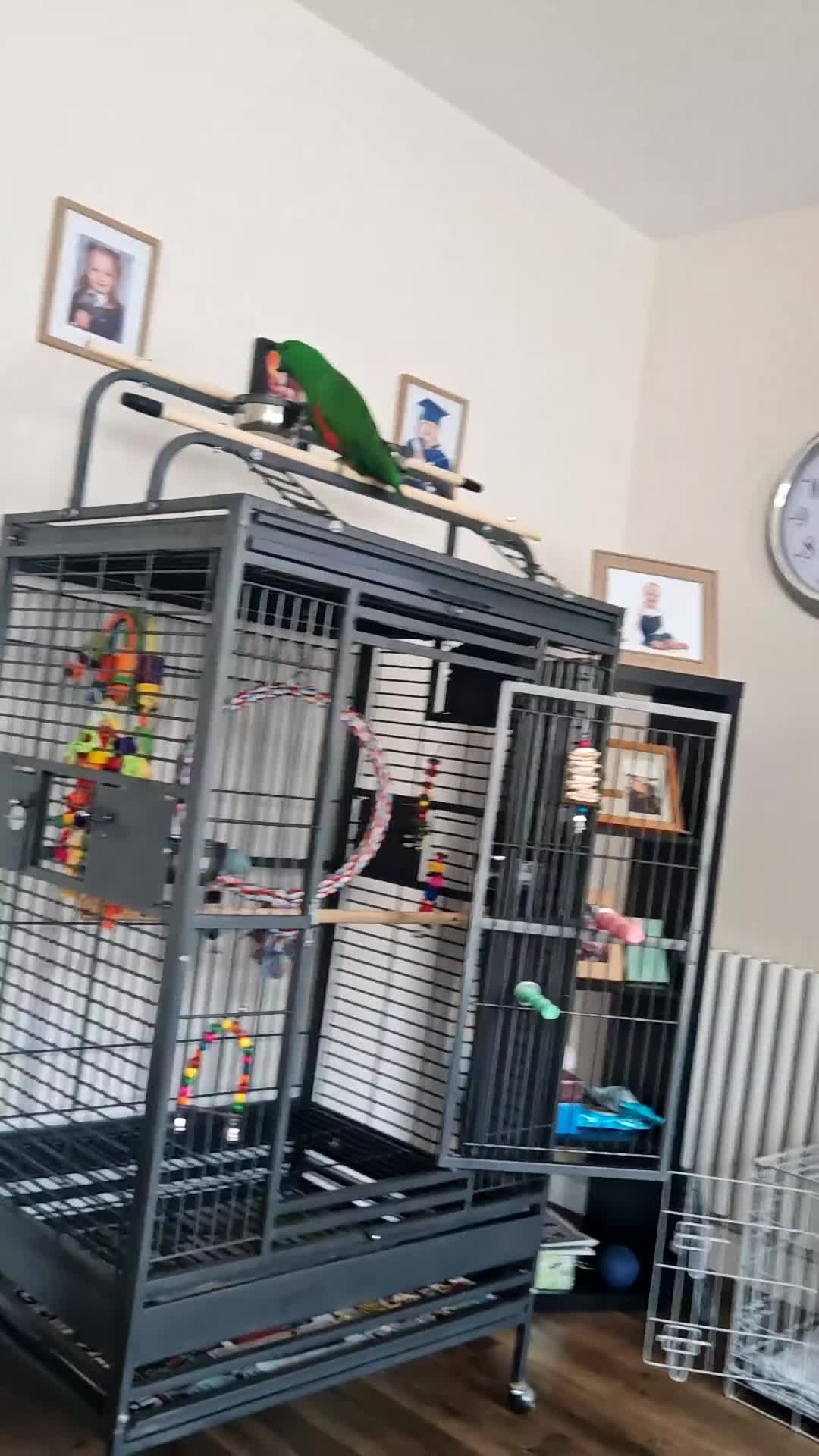 Parrots birds for sale: Male eclectus approximately 8 years old - Video 1