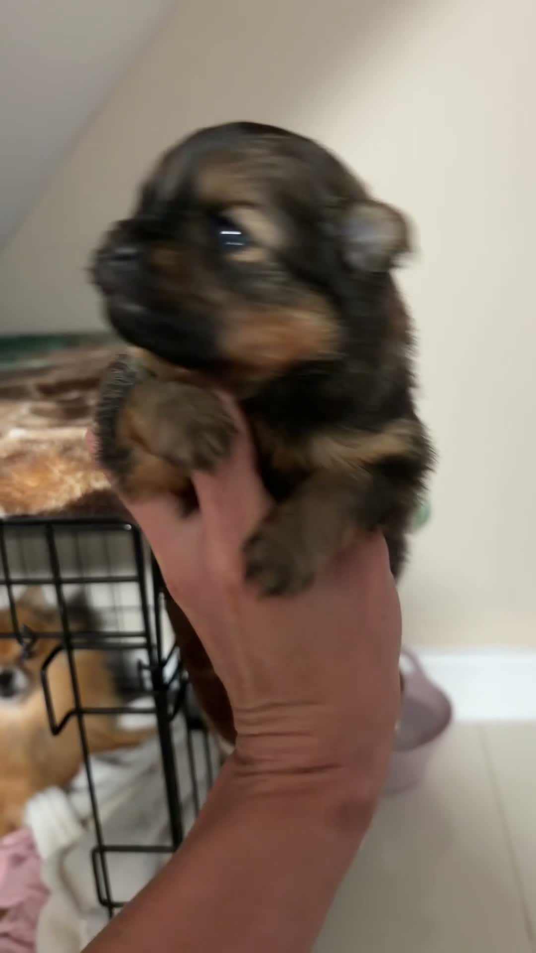 Pomeranian dogs for sale: One precious Baby boy pucci 🩵 - Video 1