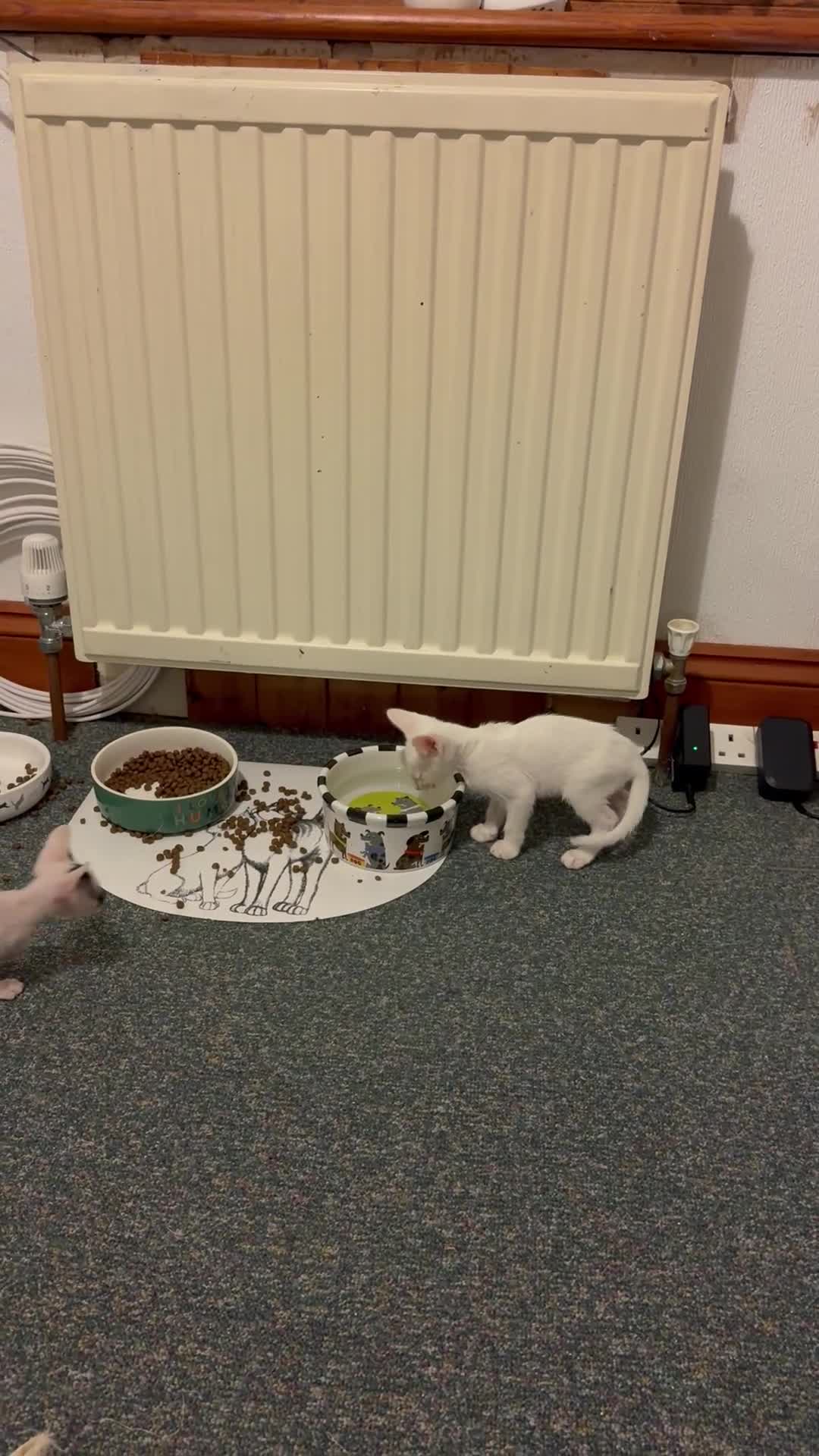Oriental cats for sale: Beautiful oriental kittens  - Video 3