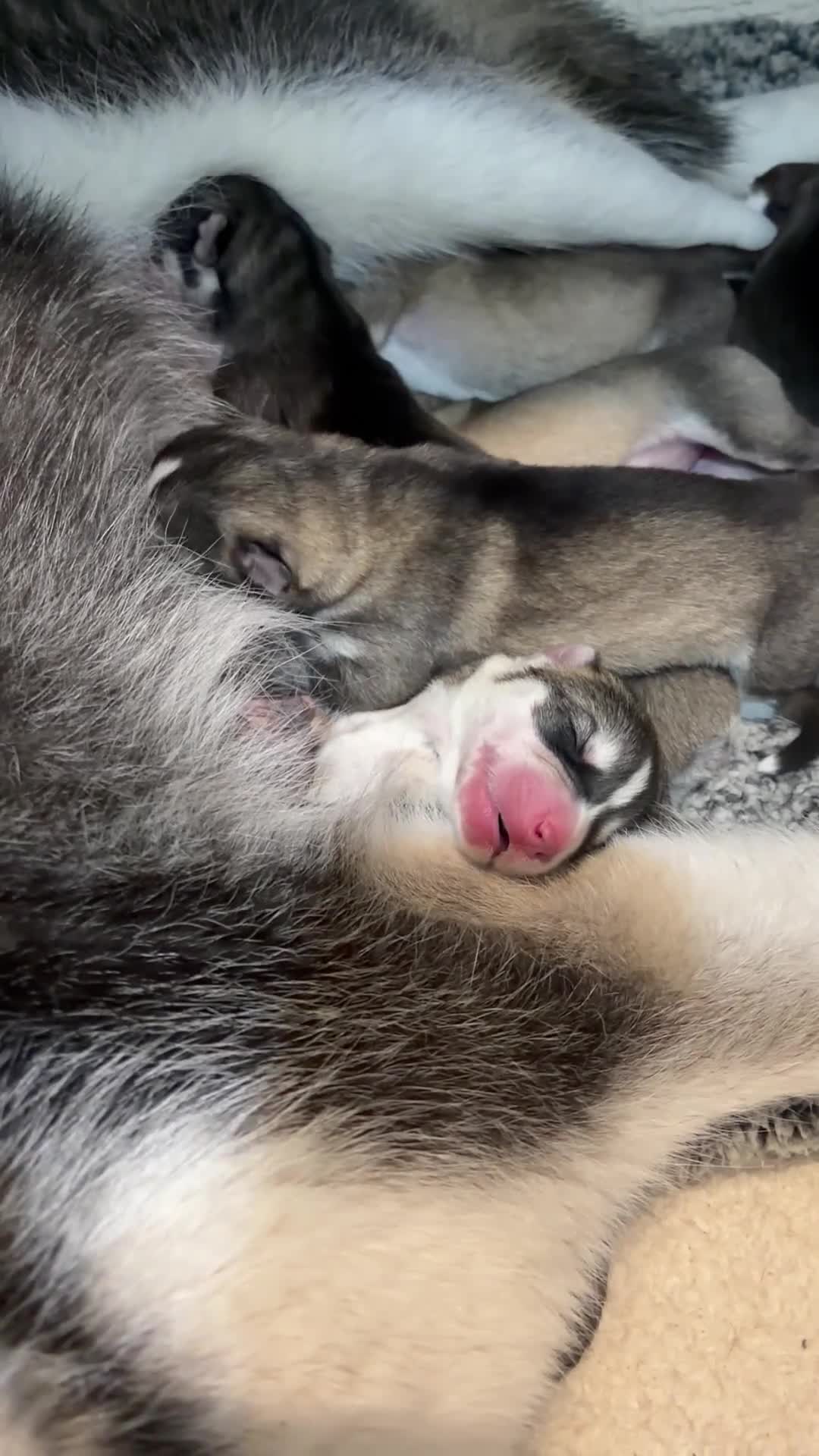 Siberian Husky dogs for sale: Stunning husky pups  in Bolton - Video 1