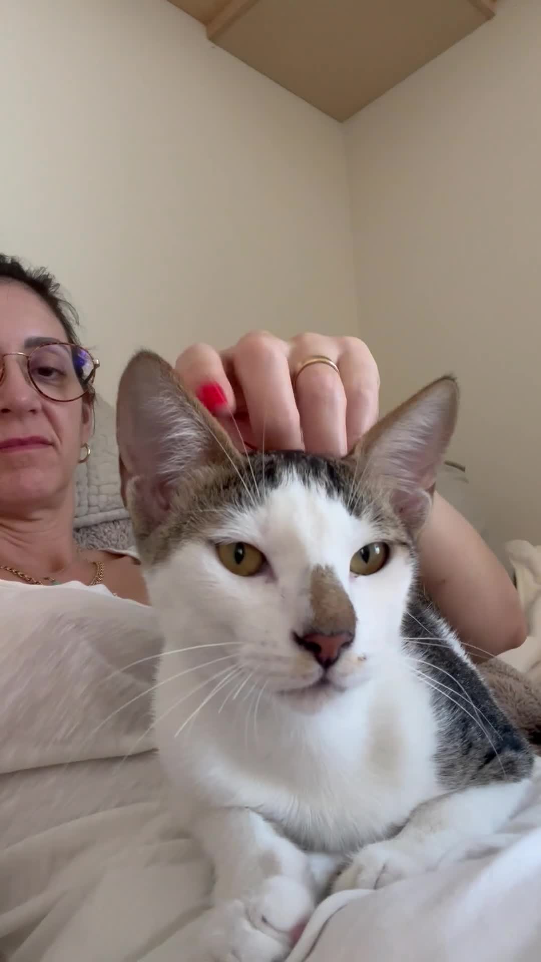 Mixed Breed cats for adoption: *Cat and a child Friendly*  Alan  - Video 1