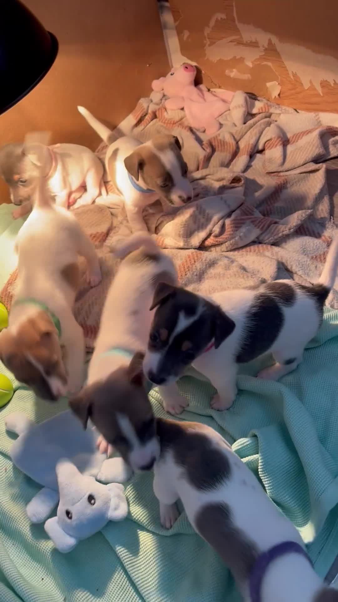 Jack Russell dogs for sale: 4 left!!! Blue/red tri JR puppies  - Video 1