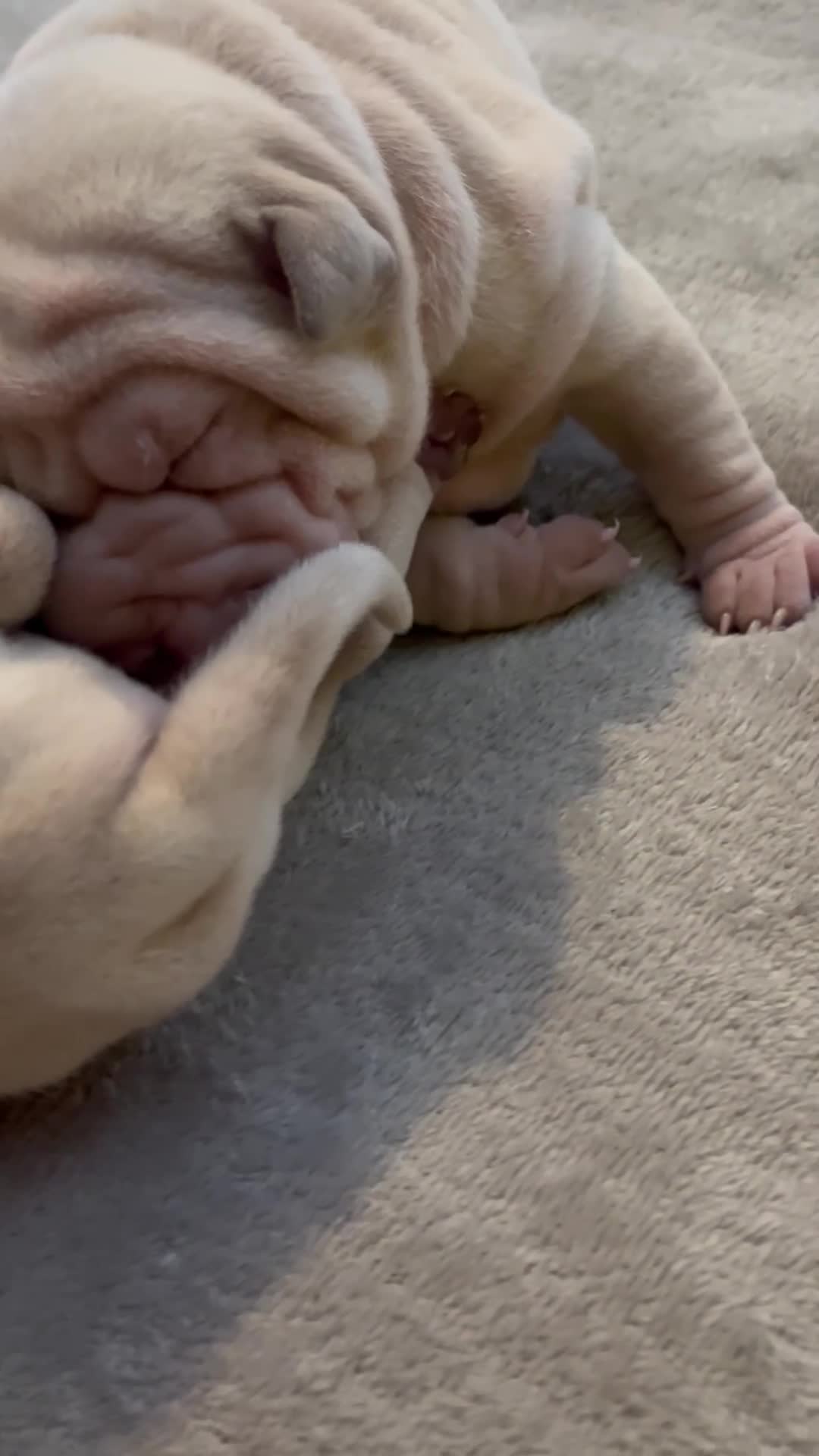 Shar Pei dogs for sale: Shar-pei Puppies - Video 3