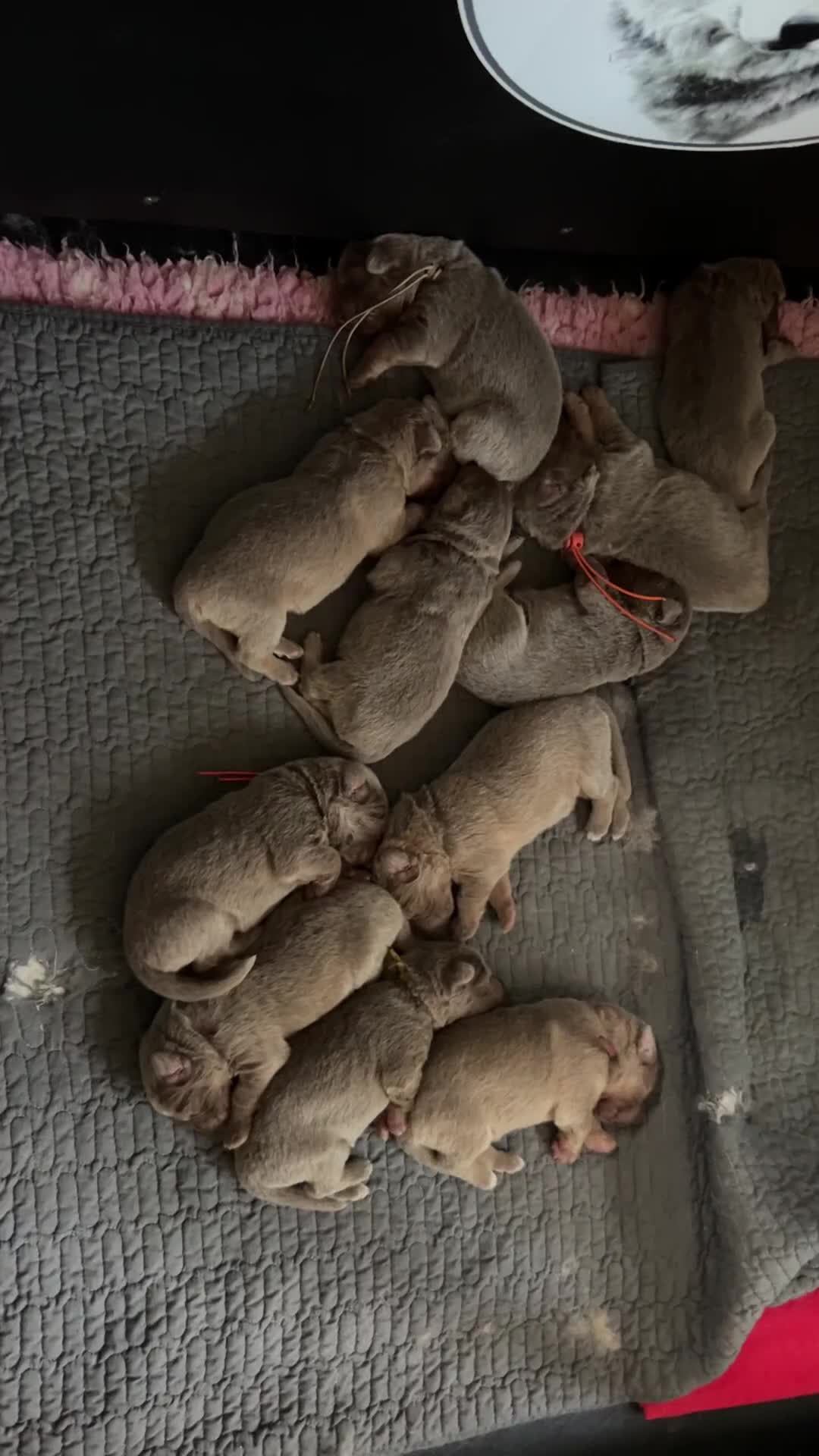 German Shepherd dogs for sale: German Shepherd puppies health tested  - Video 1
