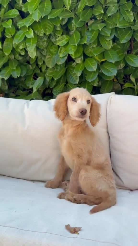 Cockapoo dogs for sale: F2b cockapoo puppies - Video 1
