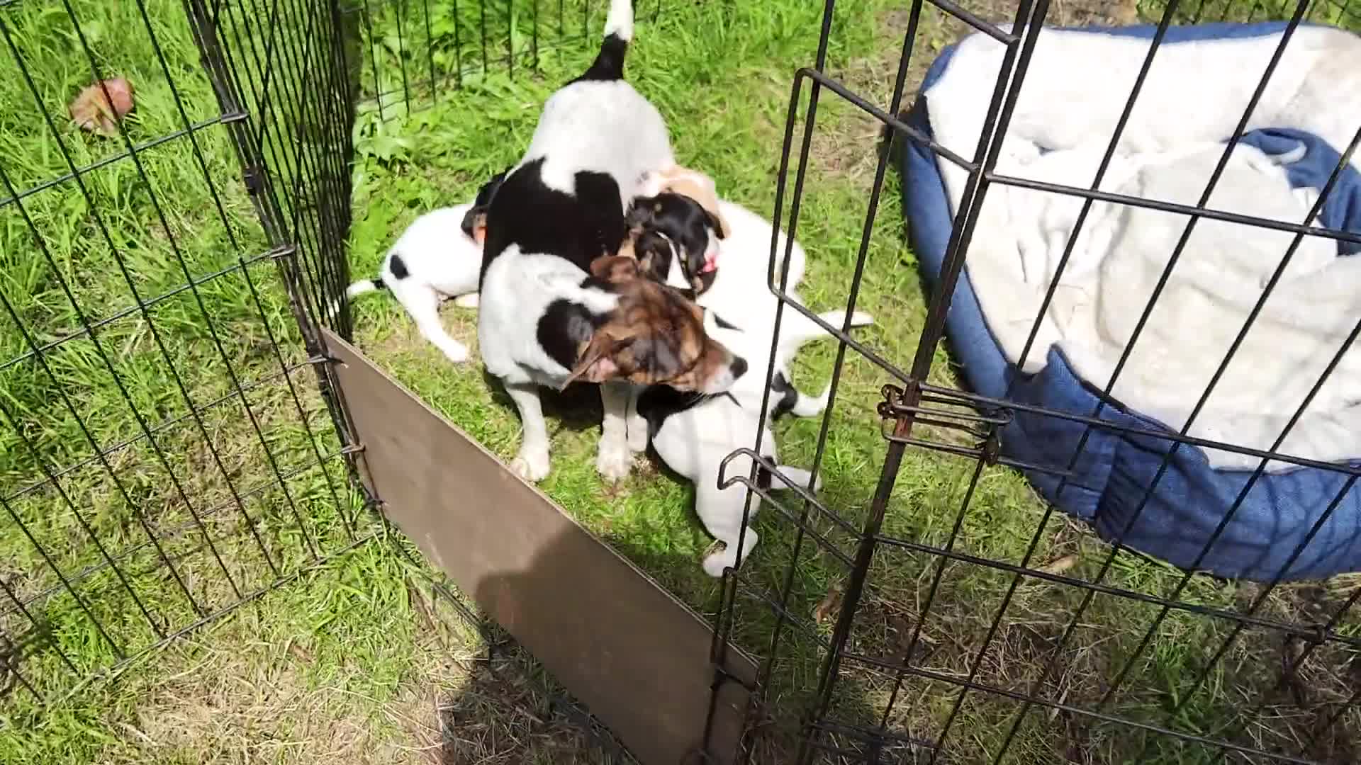 Jack Russell dogs for sale: Tri coloured & caramel JRT pups from organic farm - Video 1