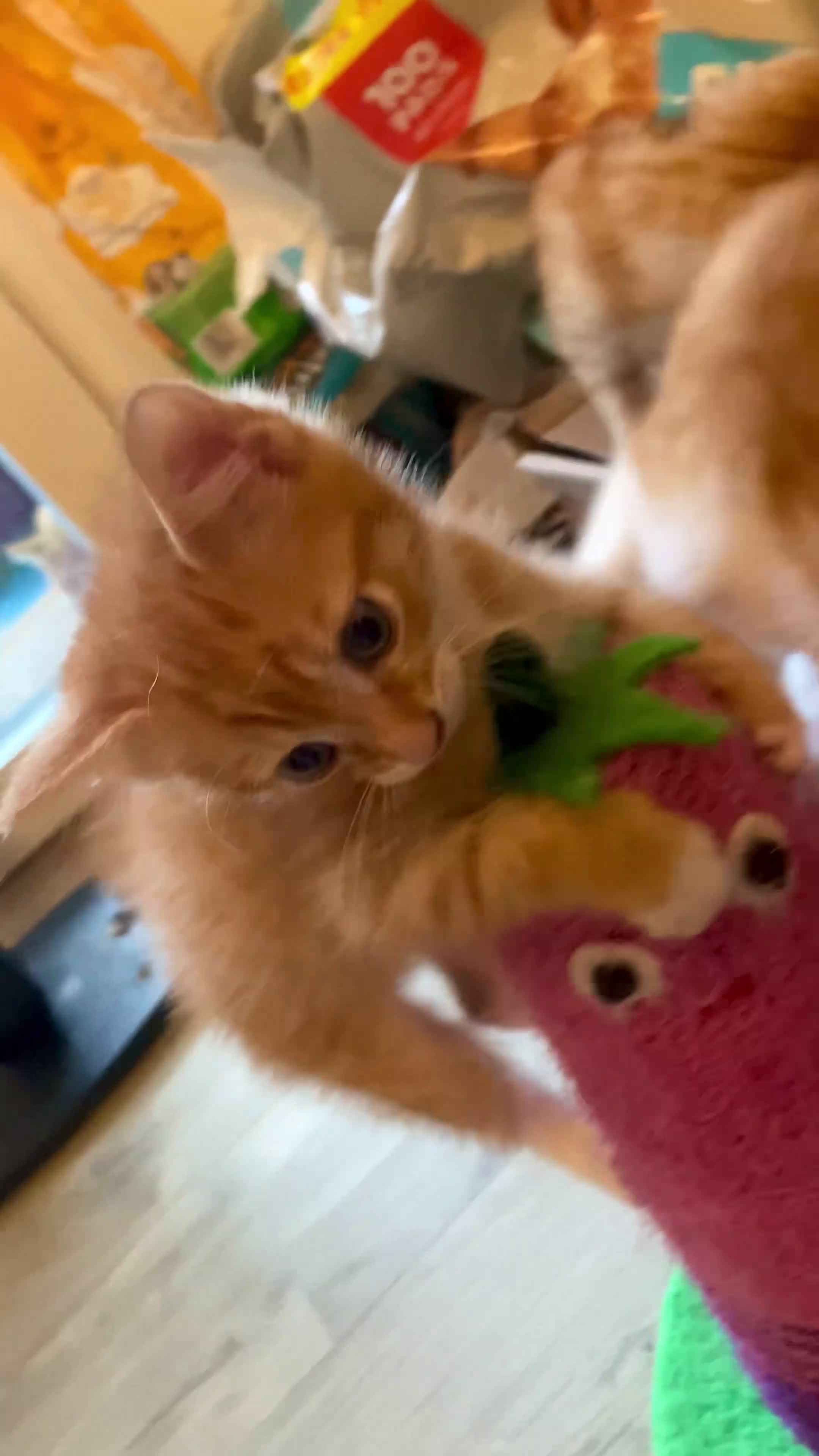 Mixed Breed cats for sale: Beautiful Ginger Kittens!  in London - Video 2