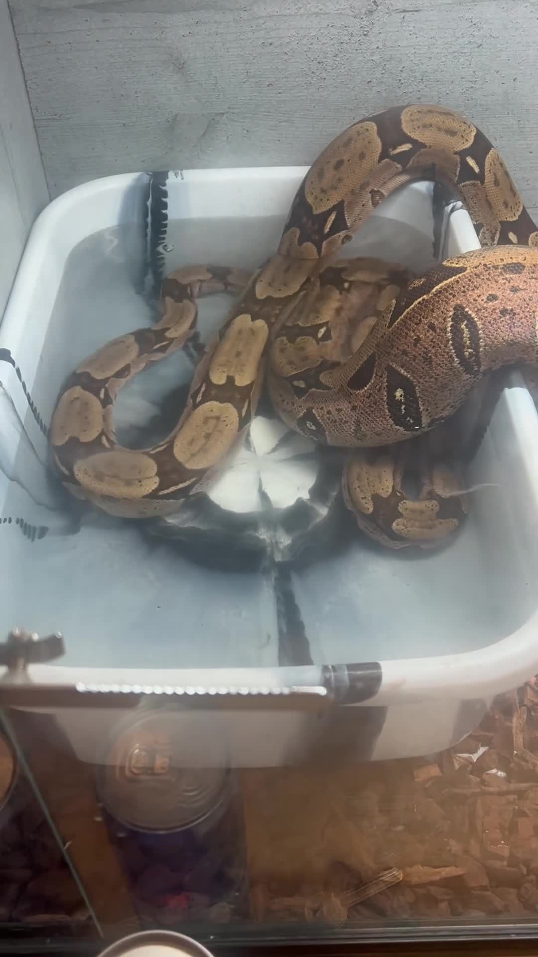 Boa Snake reptiles for sale: Male and female Suriname redtails in Stockton-on-Tees - Video 1