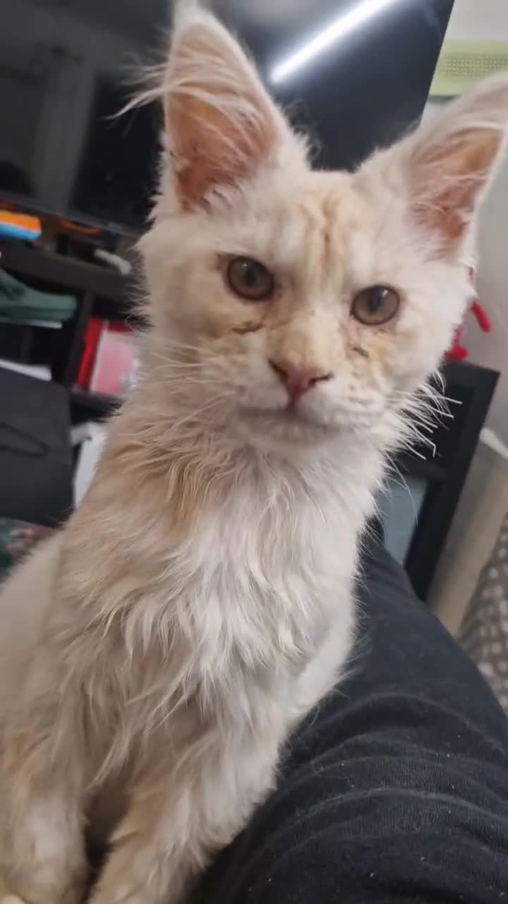 Maine Coon cats for sale: Maine coon urgent rehome - Video 2