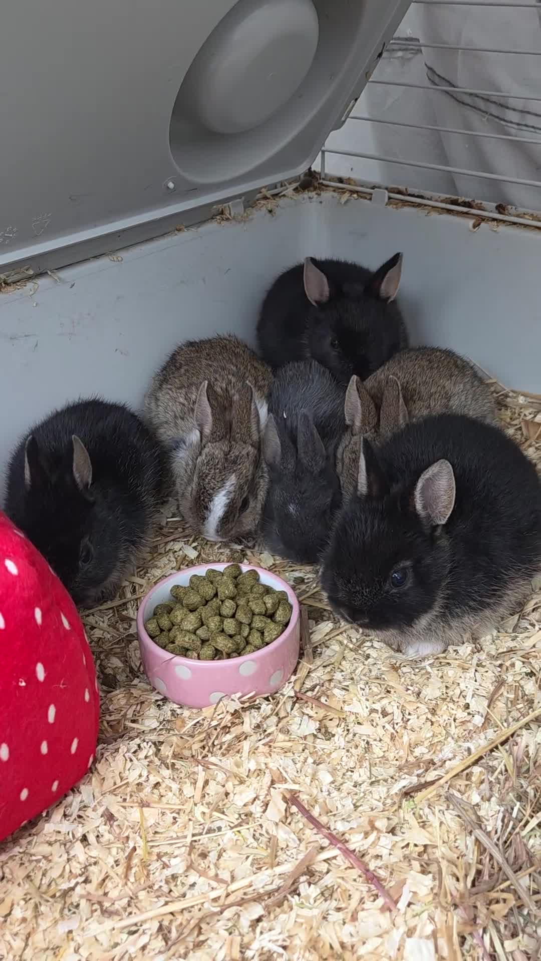 Netherland Dwarf rabbits for sale: Netherland Dwarf rabbits - Video 2