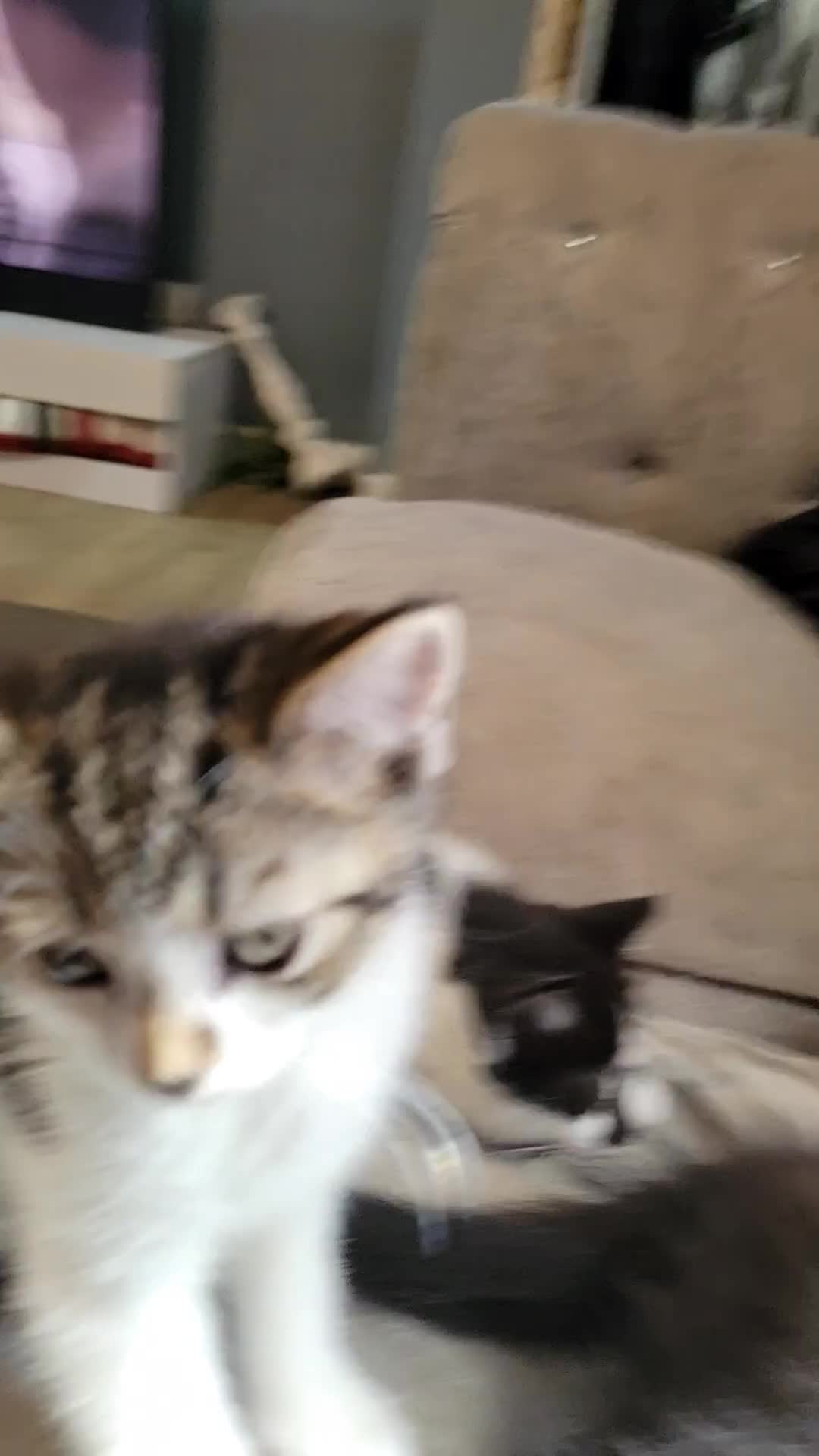 Domestic Shorthair cats for sale: 3 playful kittens - Video 1