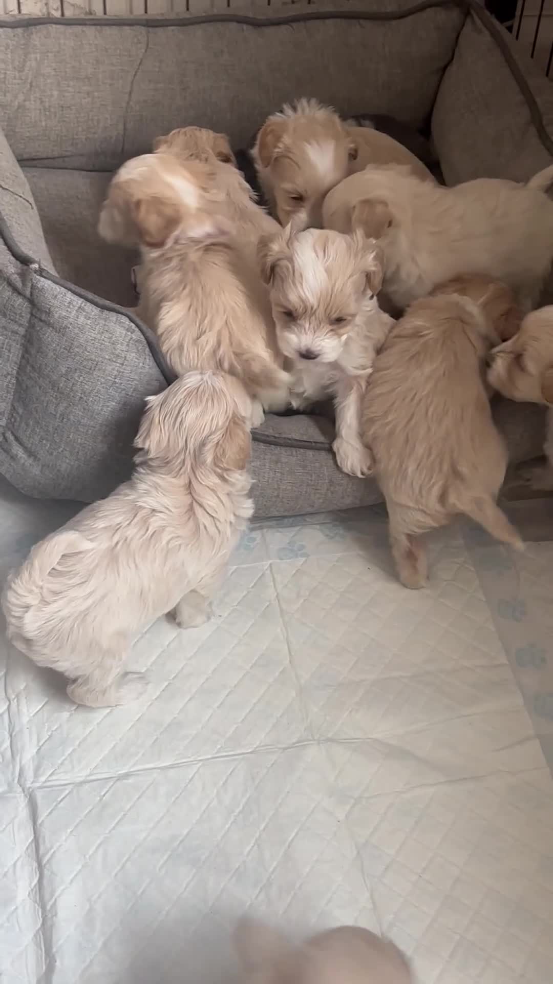 Maltipoo dogs for sale: Maltipoos - Video 1