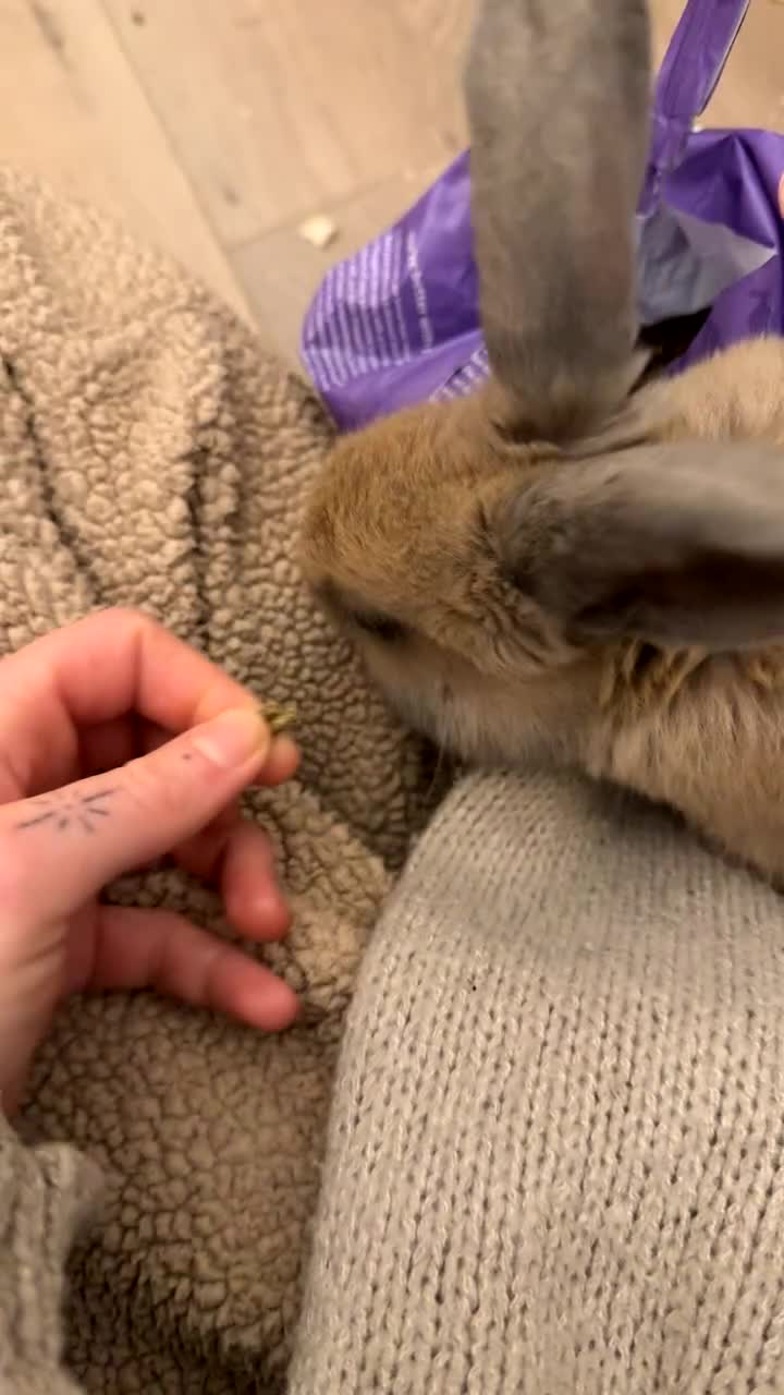 Mixed Breed rabbits for sale: Mr Chungus the bunny - Video 1