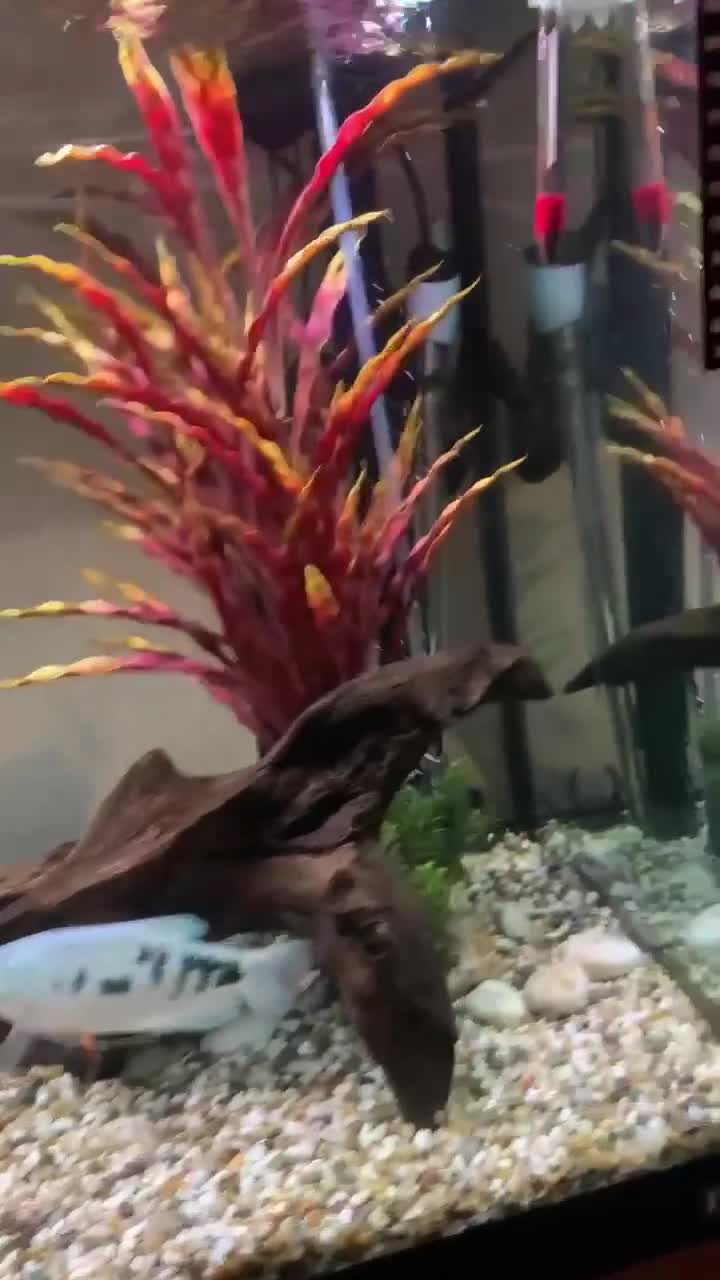 Cichlids fish for sale: Fish for sale - Video 1