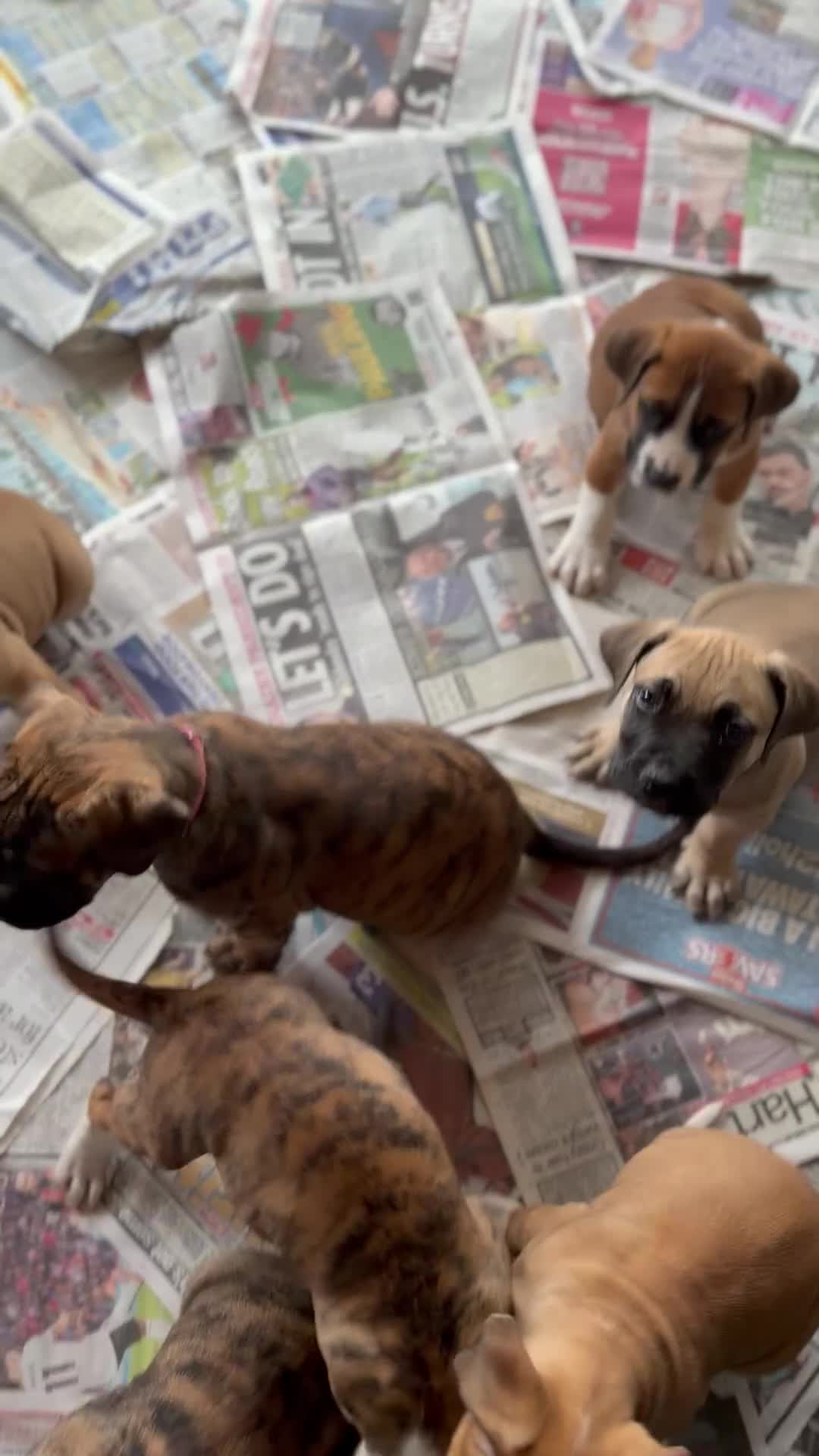 Boerboel dogs for sale: Ysterberg line Boerboel puppies  - Video 1