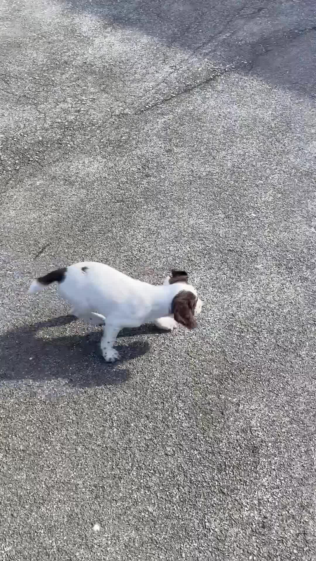 English Springer Spaniel dogs for sale: Exceptional Working & Trialing Lines  - Video 4