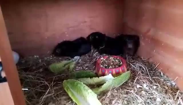 Guinea Pig rodents for sale: Lovely Baby Guinea pig boys available  - Video 1
