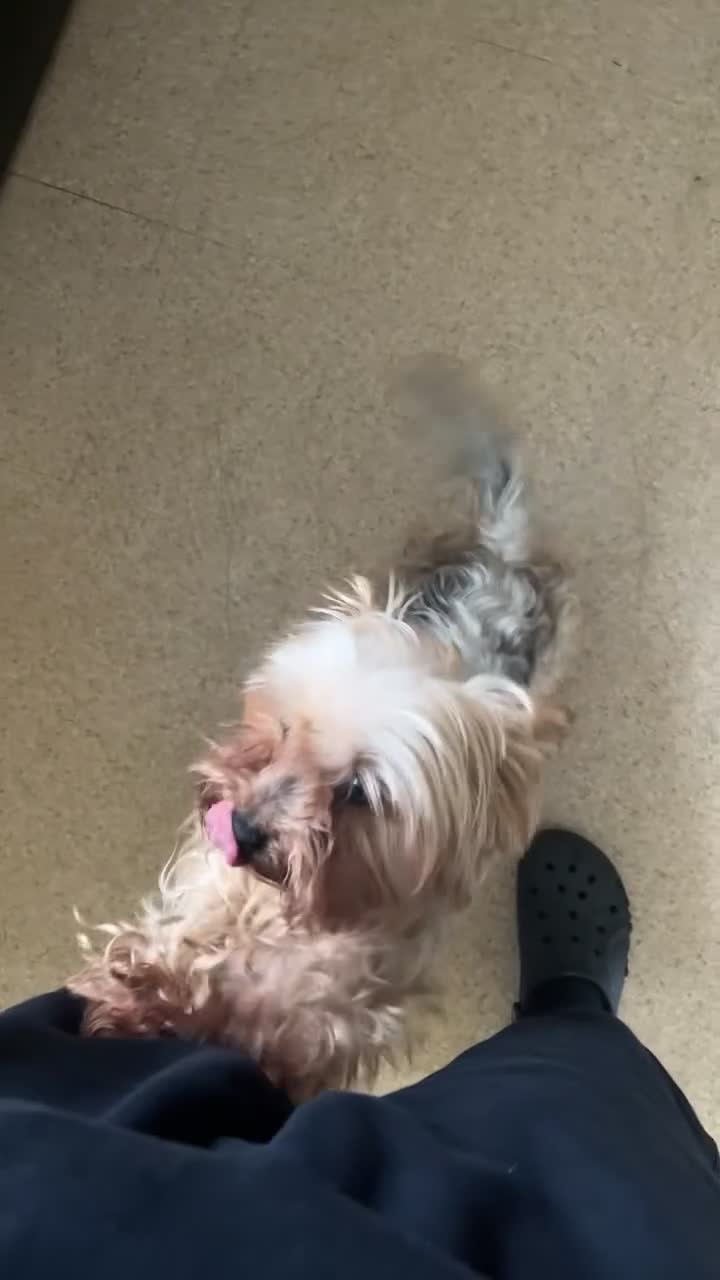 Yorkshire Terrier dogs for sale: Yorkshire terrier called Angel  in Nottingham - Video 1