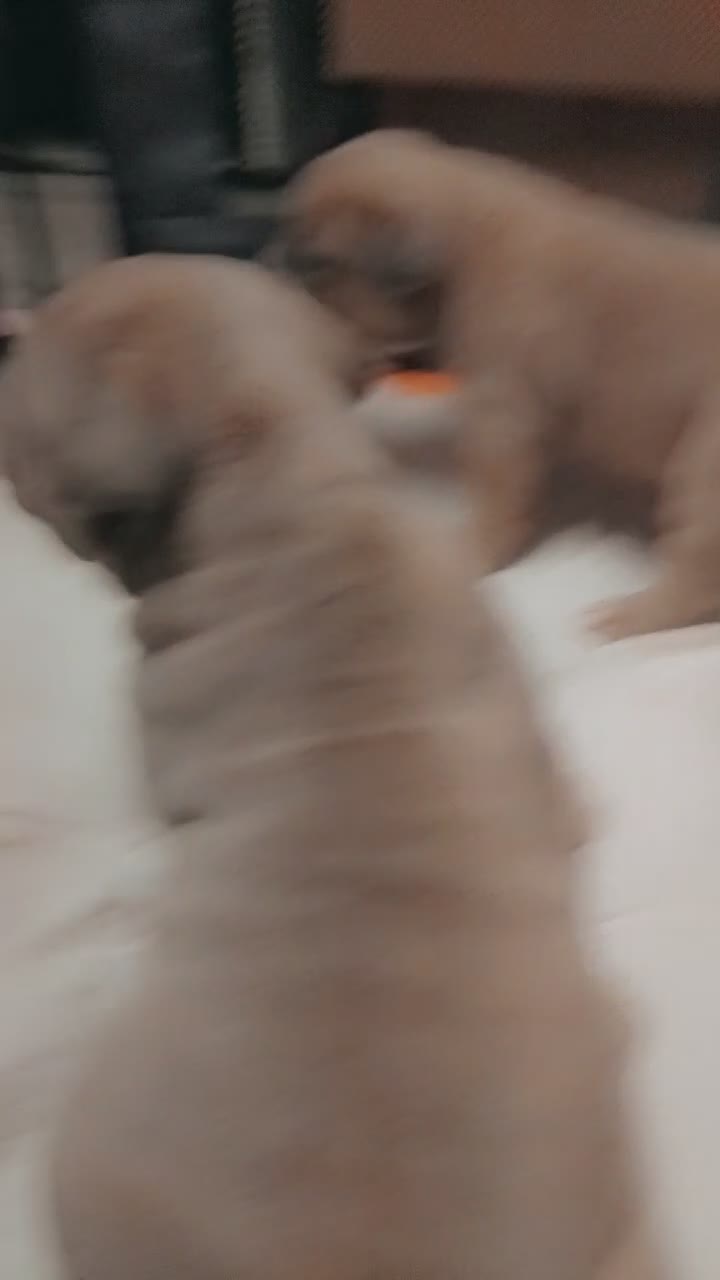 Mixed Breed dogs for sale: Exotic pocket bully cross  - Video 2