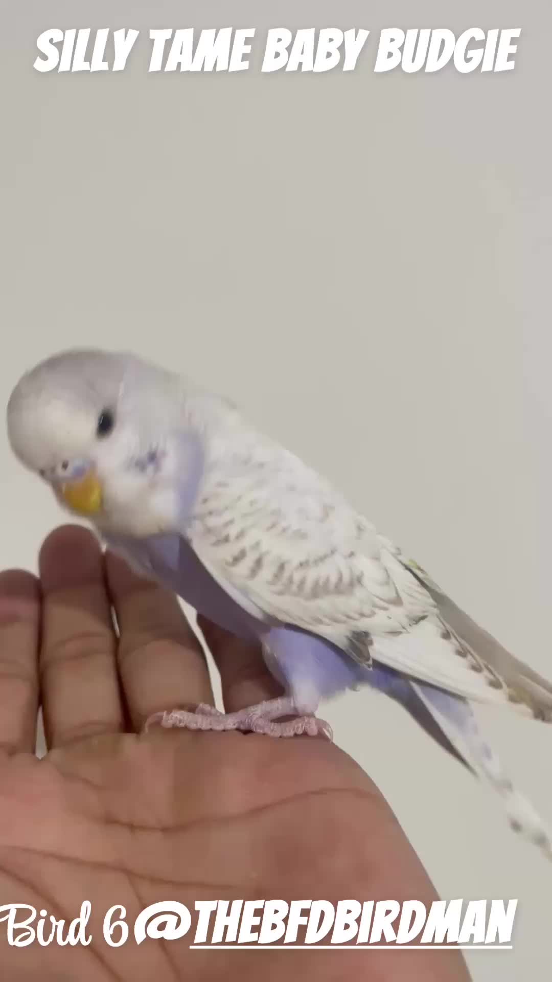 Budgerigars birds for sale: 100% SILLY TAME BABY BUDGIES - Video 2