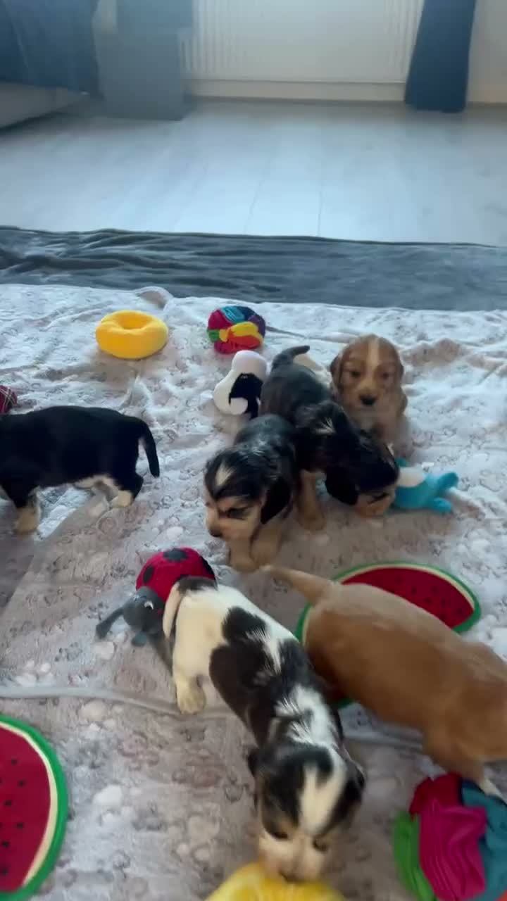 Cocker Spaniel dogs for sale: Show type KC reg health tested. Boys available  - Video 2