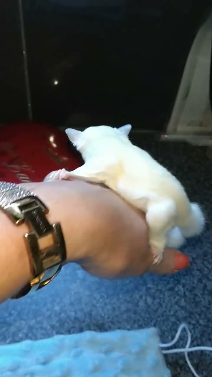 Sugar Glider rodents for sale: Creamino het leu baby boy - Video 3