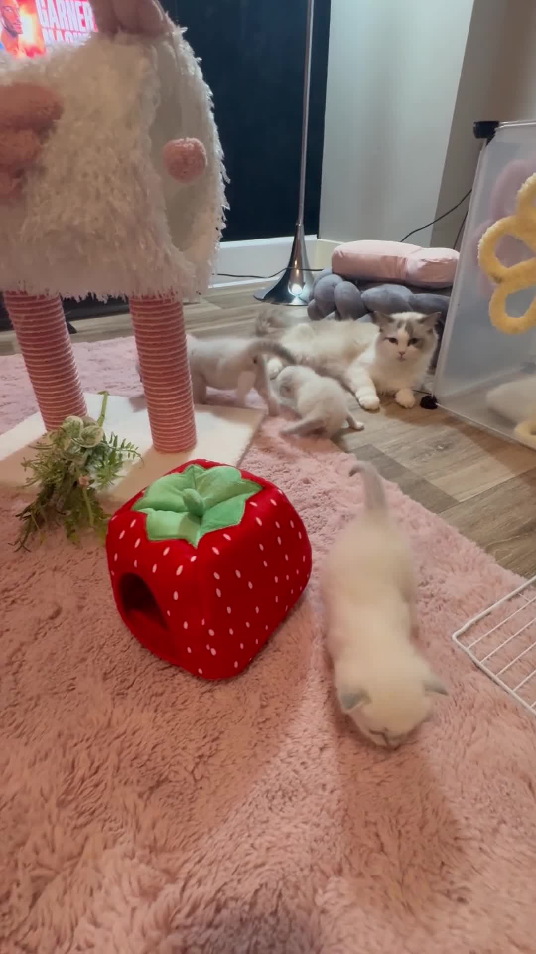 Ragdoll cats for sale: Pawtrait Perfect Ragdoll kittens in Hemel Hempstead - Video 2