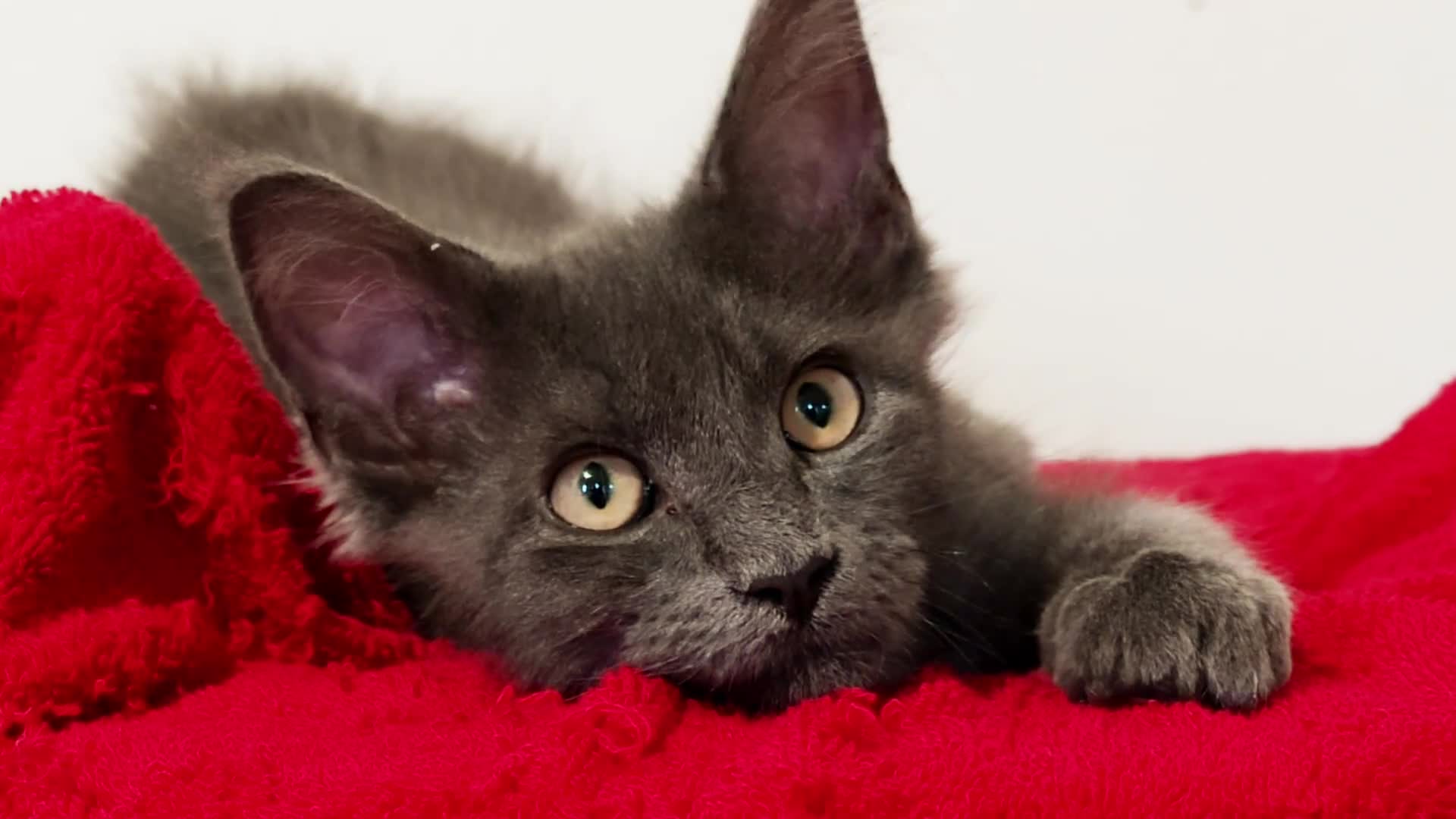 Maine Coon cats for sale: Maine Coon Kitten ready - Video 2