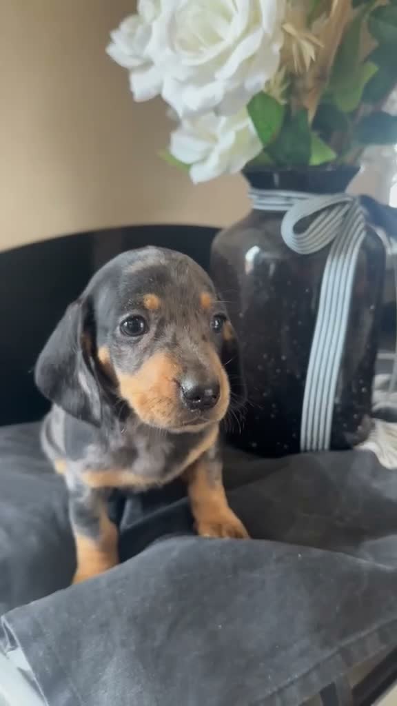 Dachshund dogs for sale: Unreal dachshund pups  - Video 2
