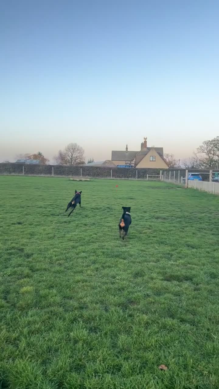 Rottweiler dogs for sale: Rottweiler pups due soon - health tested parents - Video 1