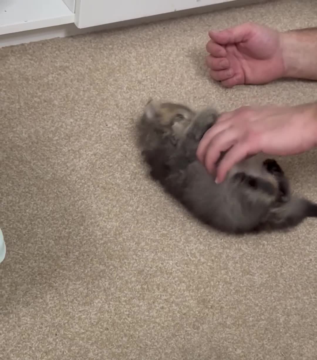 British Shorthair cats for sale: British shorthair  - Video 1